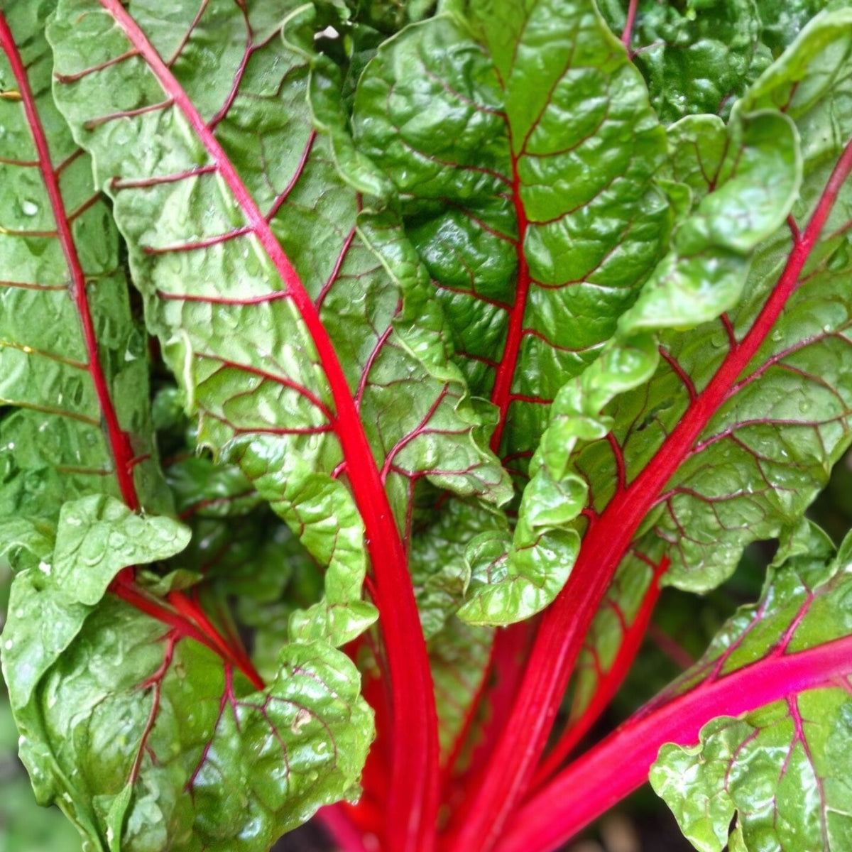 Swiss Chard Seeds Rainbow Heirloom Variety Non-GMO 500 Seeds Beta vulgaris subsp. cicla Vegetable Seeds