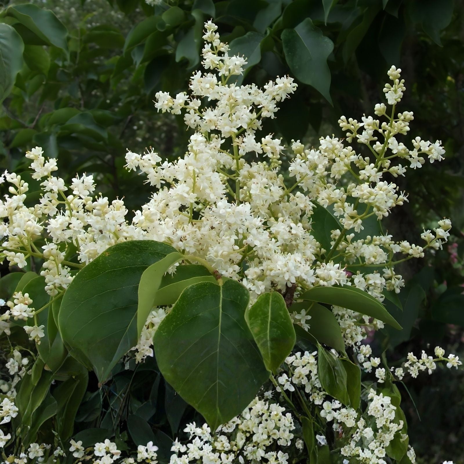 Japanese White Lilac Bonsai Seeds - 30 Seeds - Syringa reticulata - Gardening and Planting Supplies