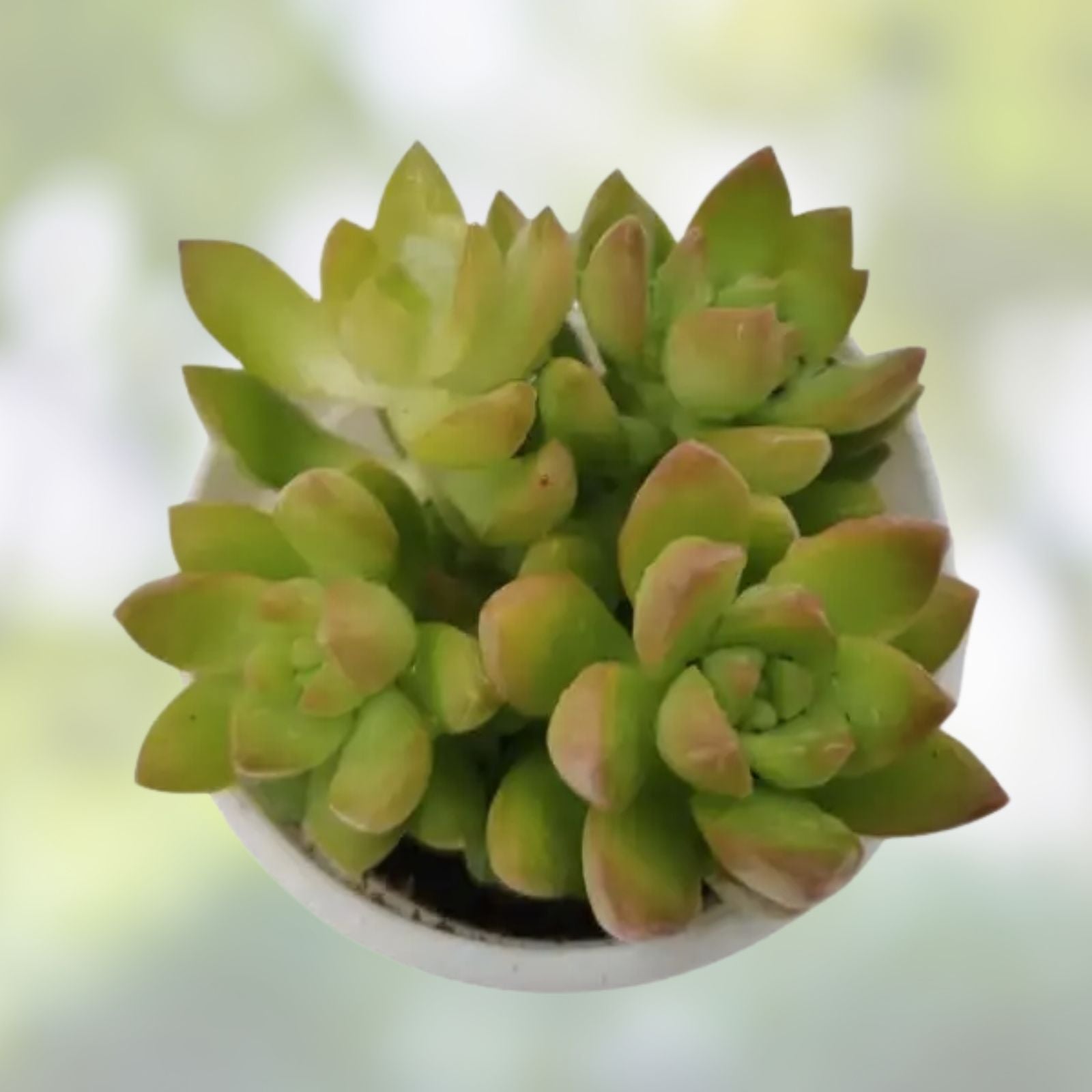 Sedum Adolphi Golden Glow 2-Inch Live Succulent Cutting, Rare, Healthy, Easy Care, Garden or Home Decor