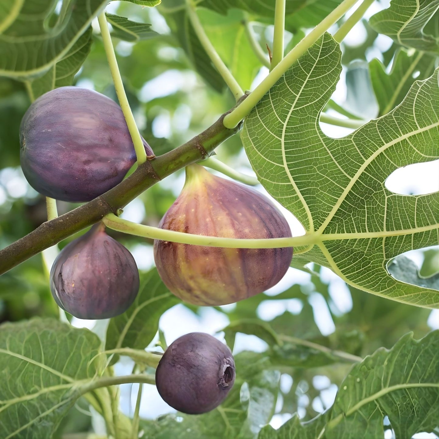 Fresh Fig Tree Cuttings - Edible Fig Variety - Ficus carica - Live Plant Propagation Material