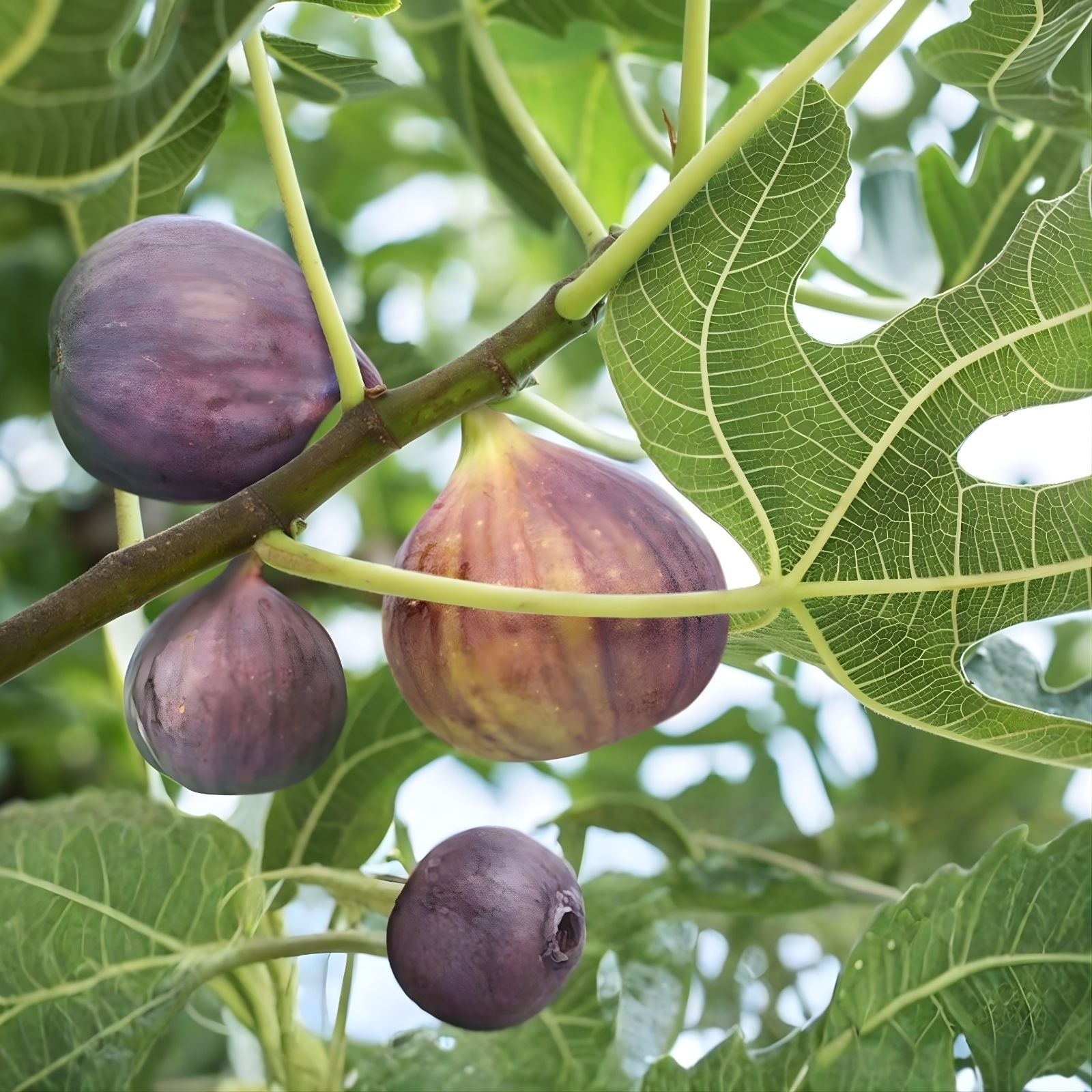 Fresh Fig Tree Cuttings - Edible Fig Variety - Ficus carica - Live Plant Propagation Material