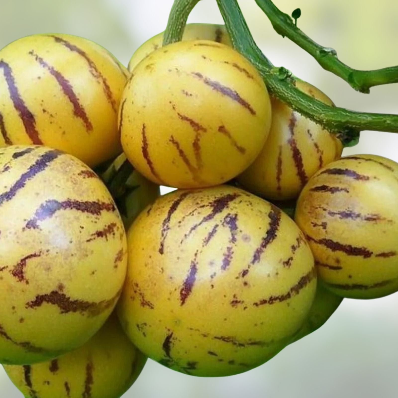 Pepino Melon Cuttings 8 Varieties Gold & Purple Solanum muricatum Edible Fruit Plant
