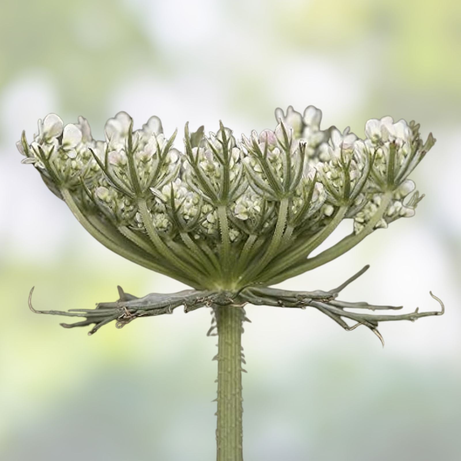 Queen Anne's Lace Seeds 250 Non-GMO Daucus carota Wildflower Seeds USA Made Ships from Iowa