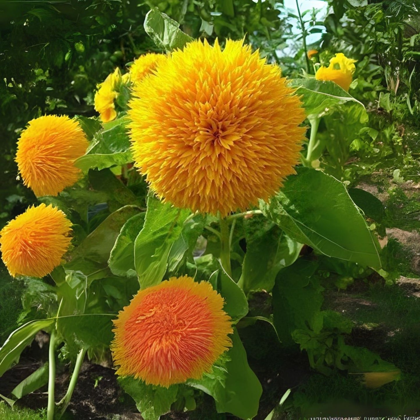 Teddy Bear Sunflower Seeds | 50 Heirloom Non-GMO RattleFree Seeds | Helianthus annuus
