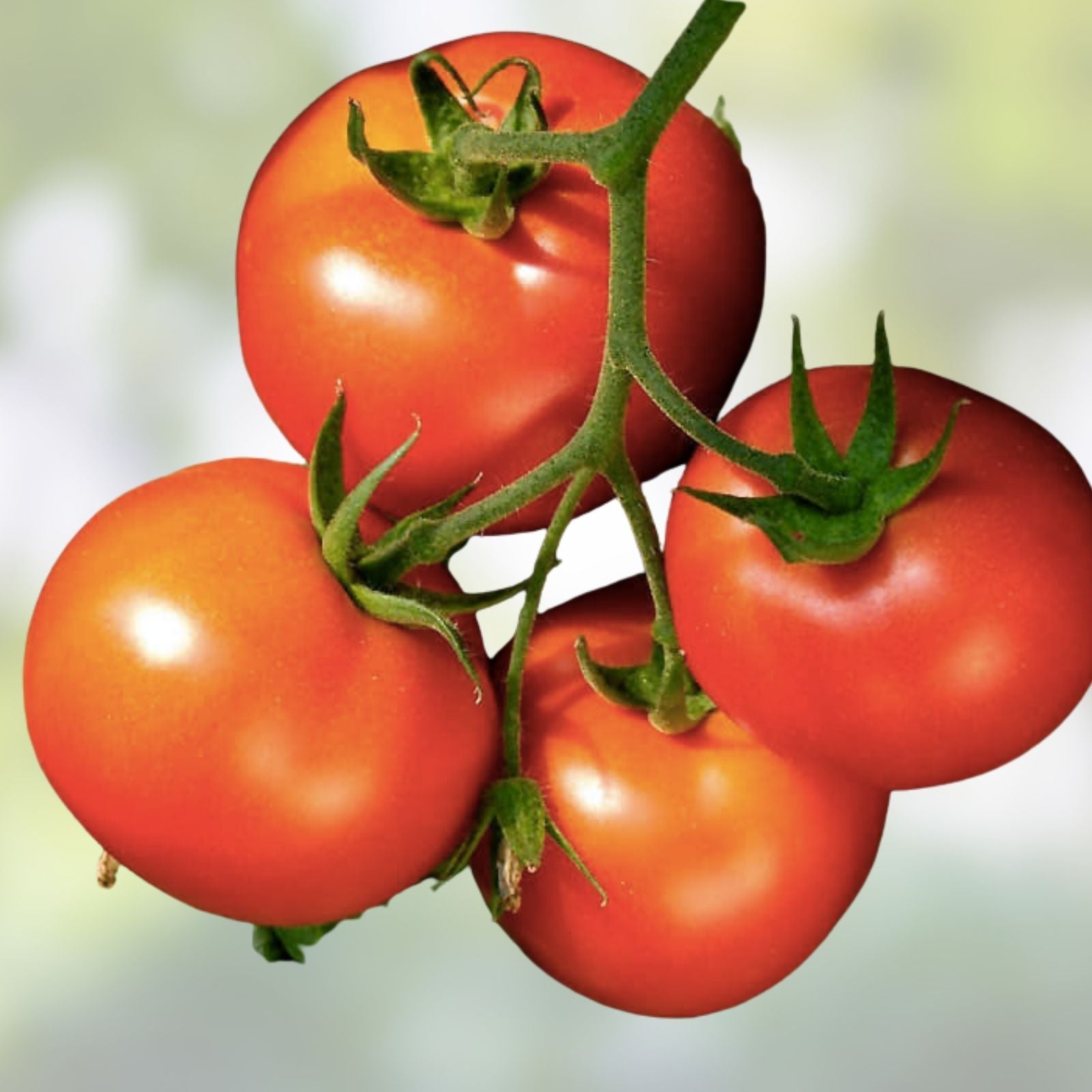 Celebrity Tomato Seeds 50 Pack - Disease Resistant Solanum lycopersicum Vegetable Seeds for Gardening