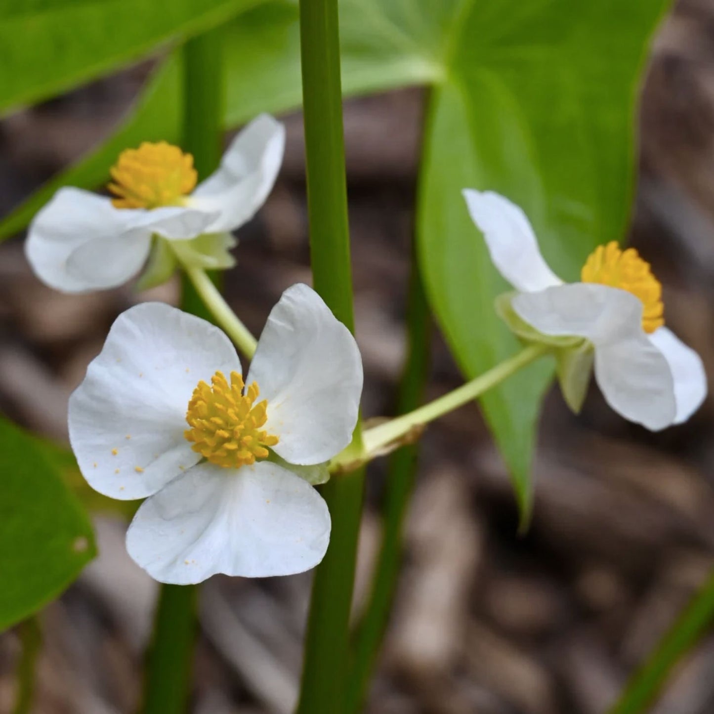 Broadleaf Arrowhead Flower Seeds 1000 Count Edible Water Tuber Sagittaria latifolia Water Plant Seeds