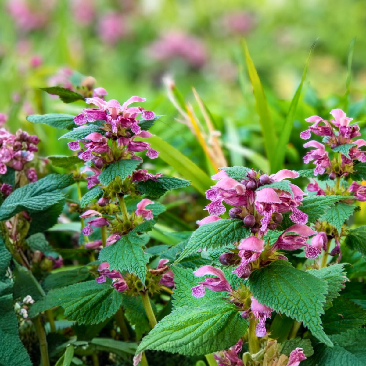 Live Purple Dead Nettle Plant - Organic Medicinal Herb - Lamium purpureum - 2+1 Free Offer