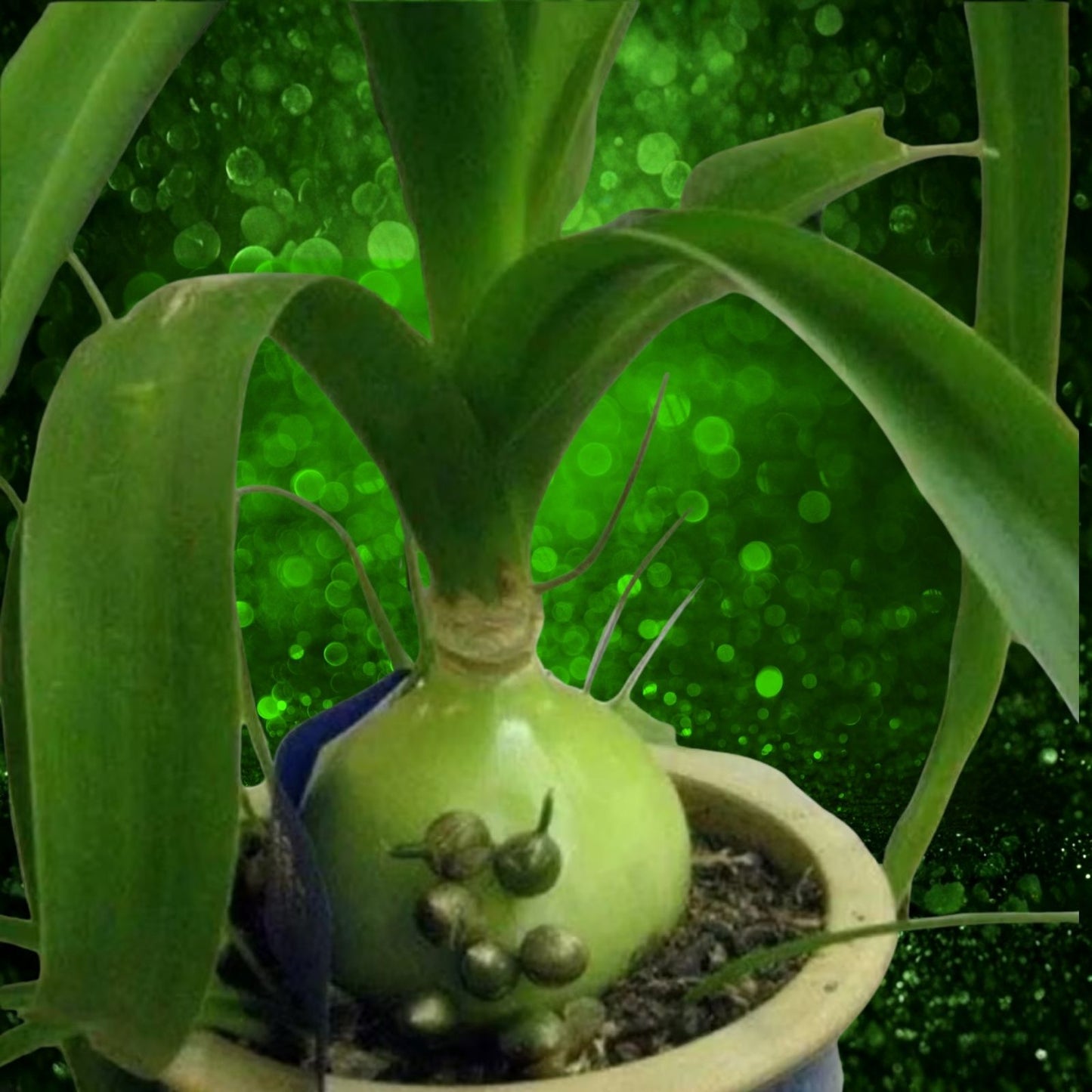 Live Pregnant Onion Succulent Plant – Albuca bracteata – Ornithogalum caudatum – Unique Gift for Plant Lovers