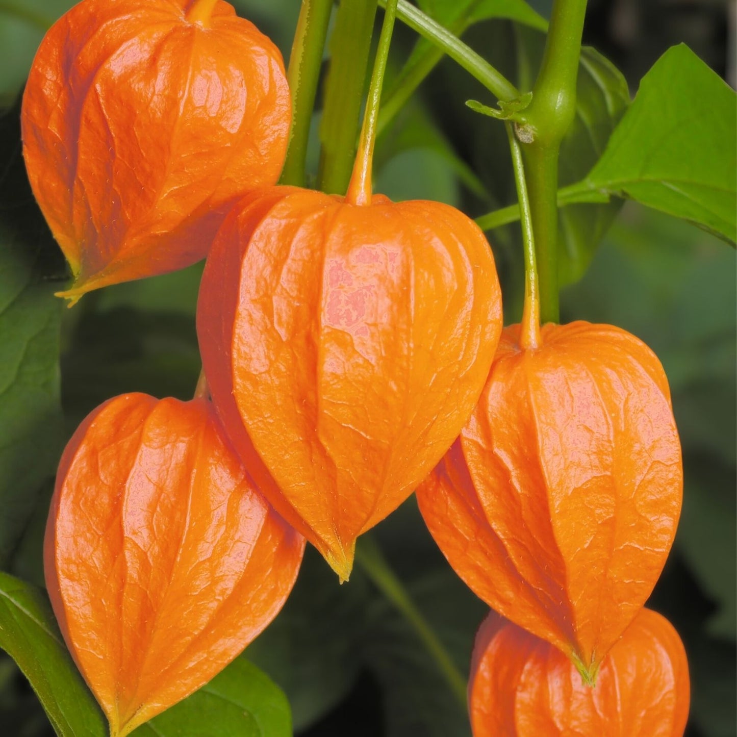 Chinese Lantern Seeds 100+ | Bright Orange Blooms | Physalis alkekengi | Ornamental Plant Seeds