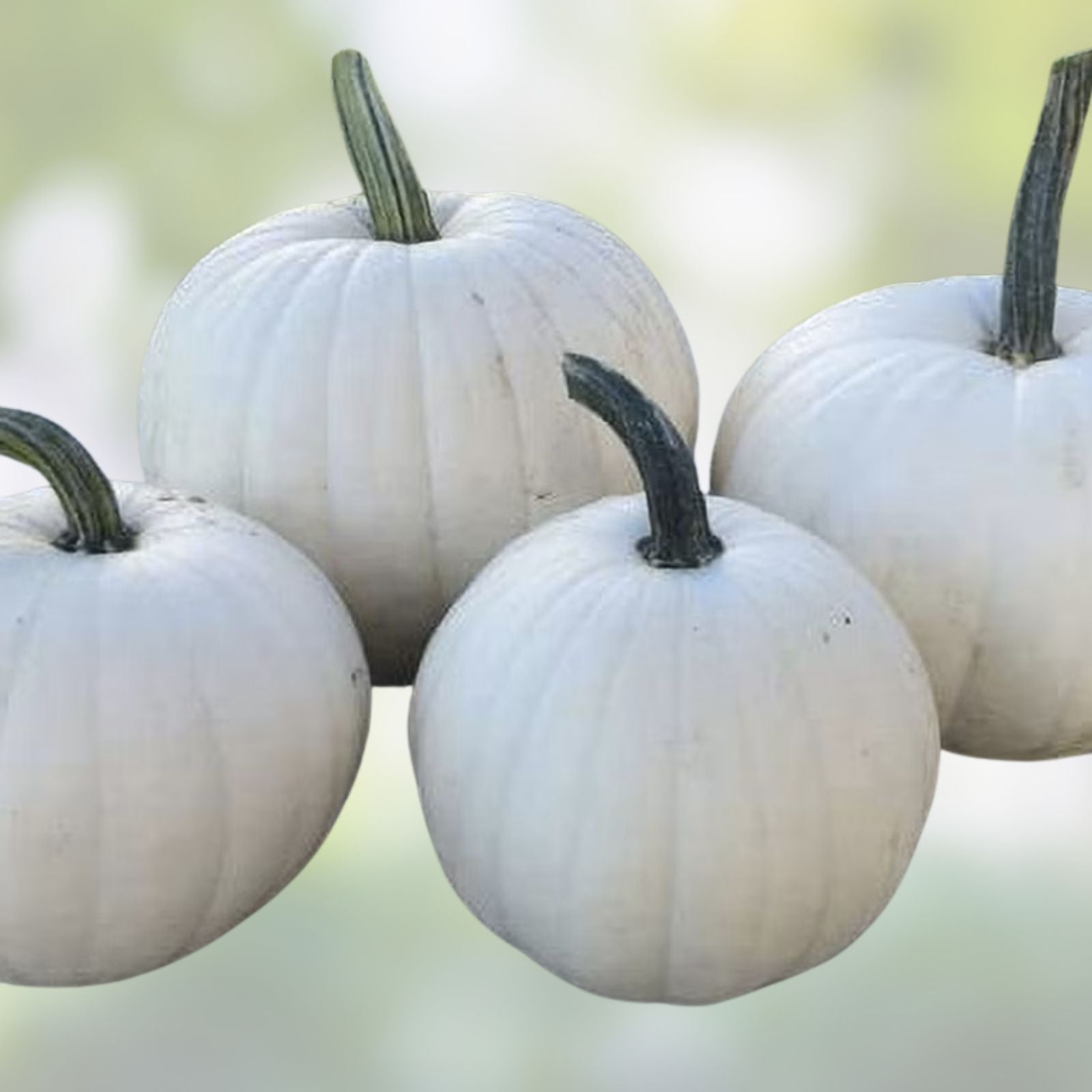 Blanco White Pumpkin Seeds for Planting - 10 Count - White Jack-O-Lanterns - Cucurbita pepo