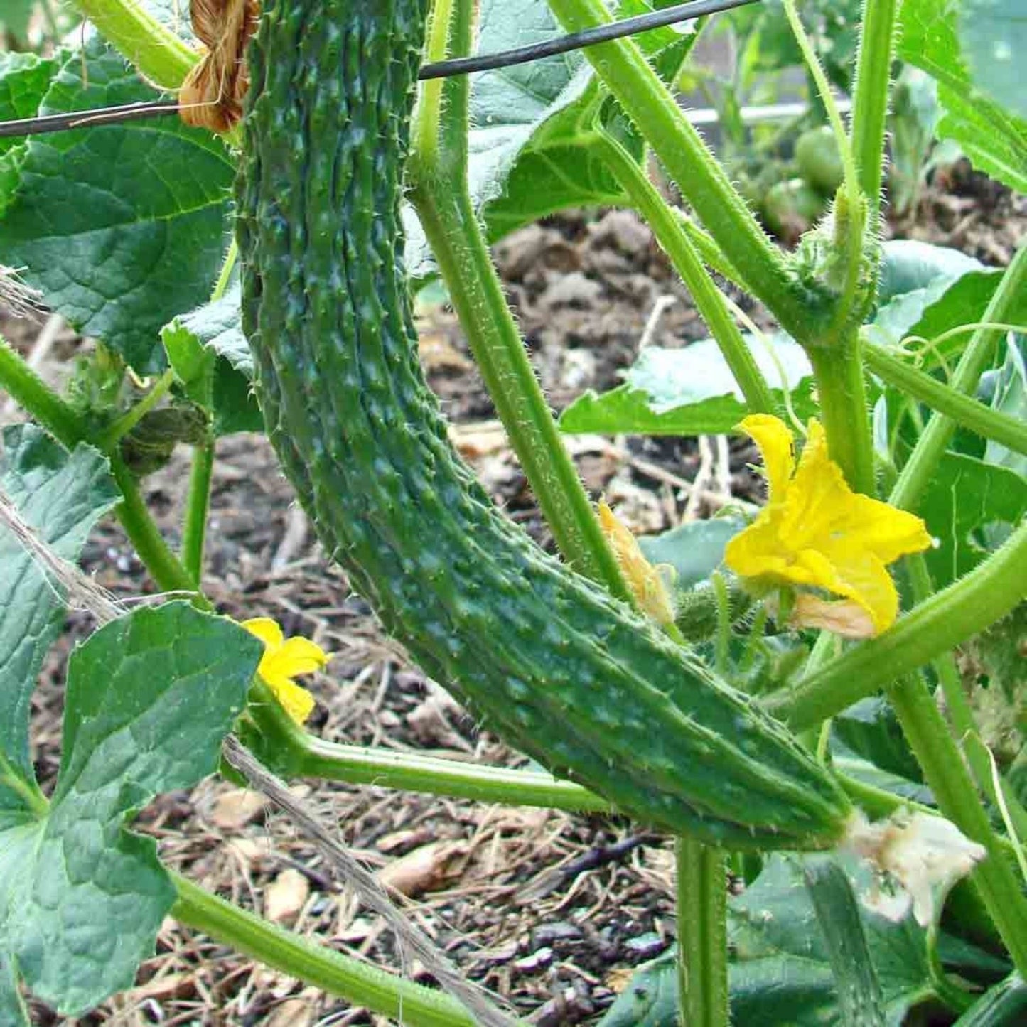Cucumber Seeds Long Green Heirloom Non-GMO 25+ Seeds Vegetable Garden Planting Cucumis sativus