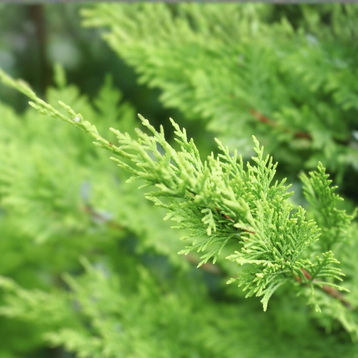 Leyland Cypress Tree Cuttings - 10 Fresh Non-Rooted Cuttings for Fast-Growing Privacy Screen - Cupressus leylandii