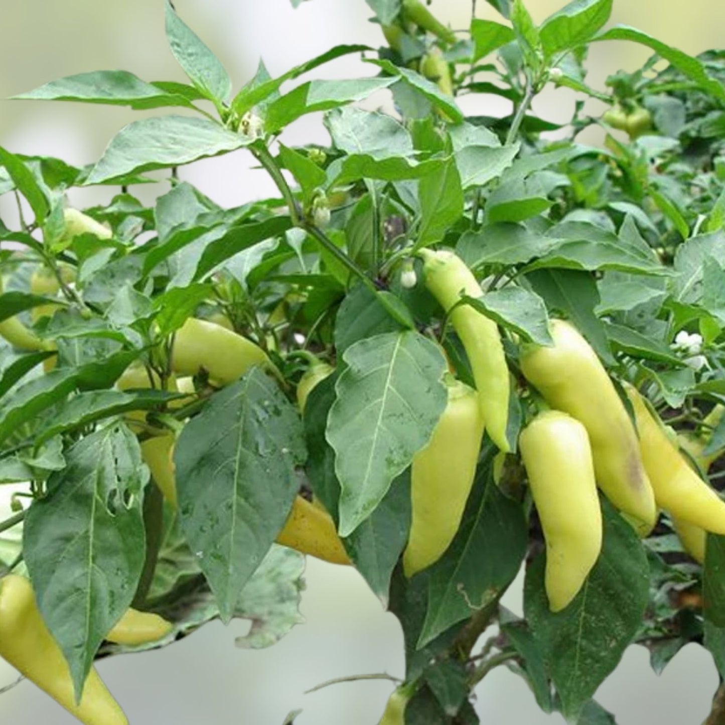 Sweet Banana Pepper Seeds – Heirloom Non-GMO 100 Seeds, Capsicum annuum for Home Gardening and Culinary Use