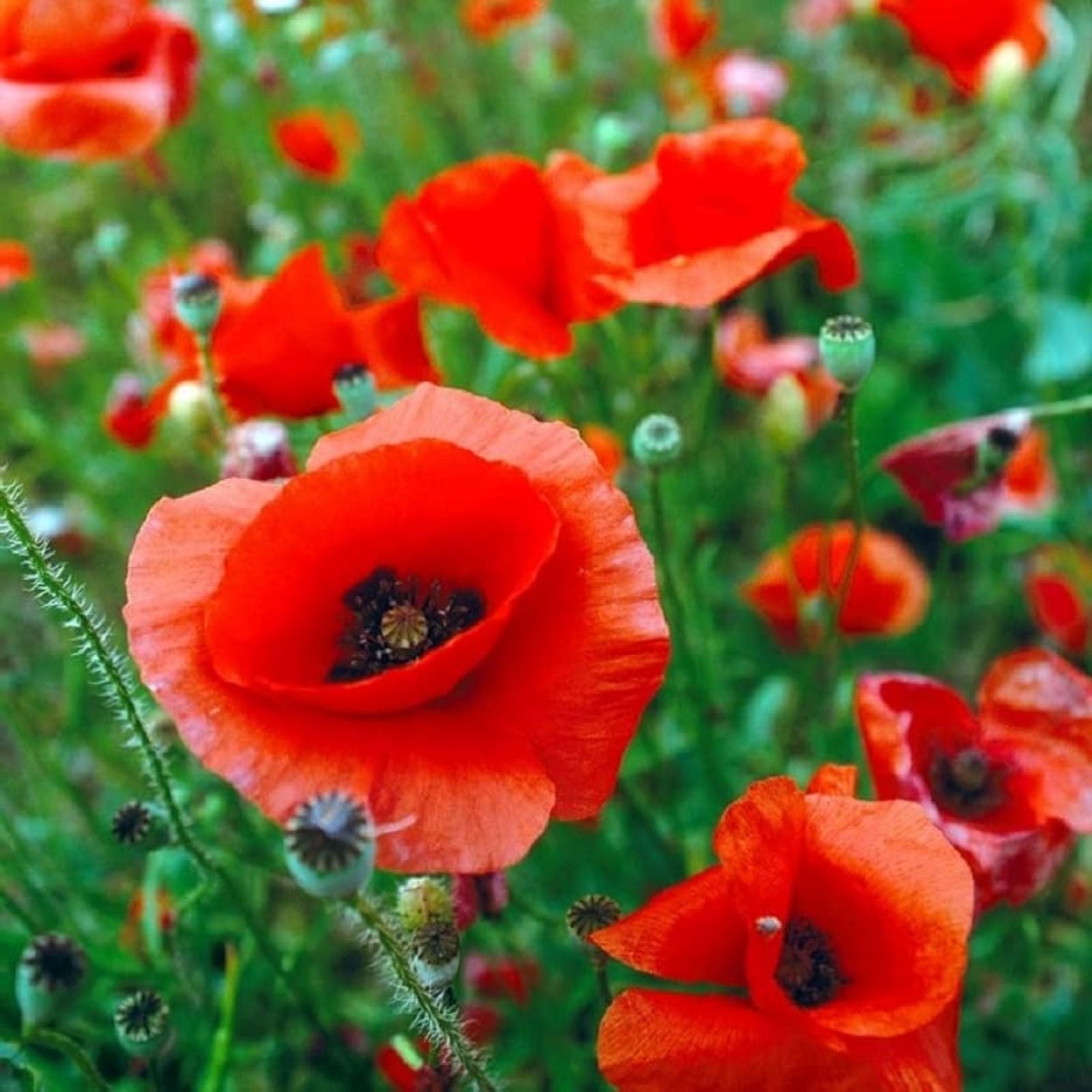Red Poppy Seeds for Planting - 600 Seeds - Exotic Papaver rhoeas Flower Garden Seeds