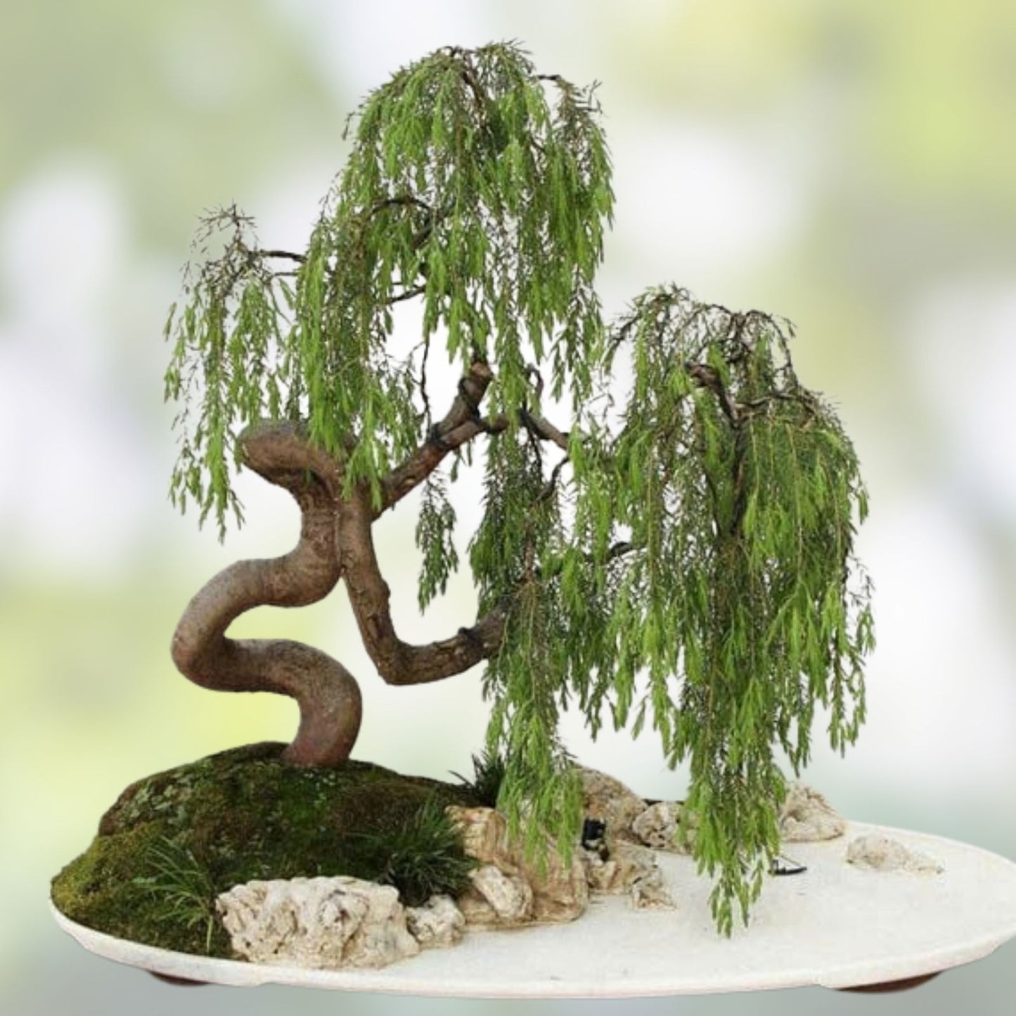 Bonsai Bundle with 9 Exotic Willow Varieties - Salix spp. - Indoor and Outdoor Bonsai Trees