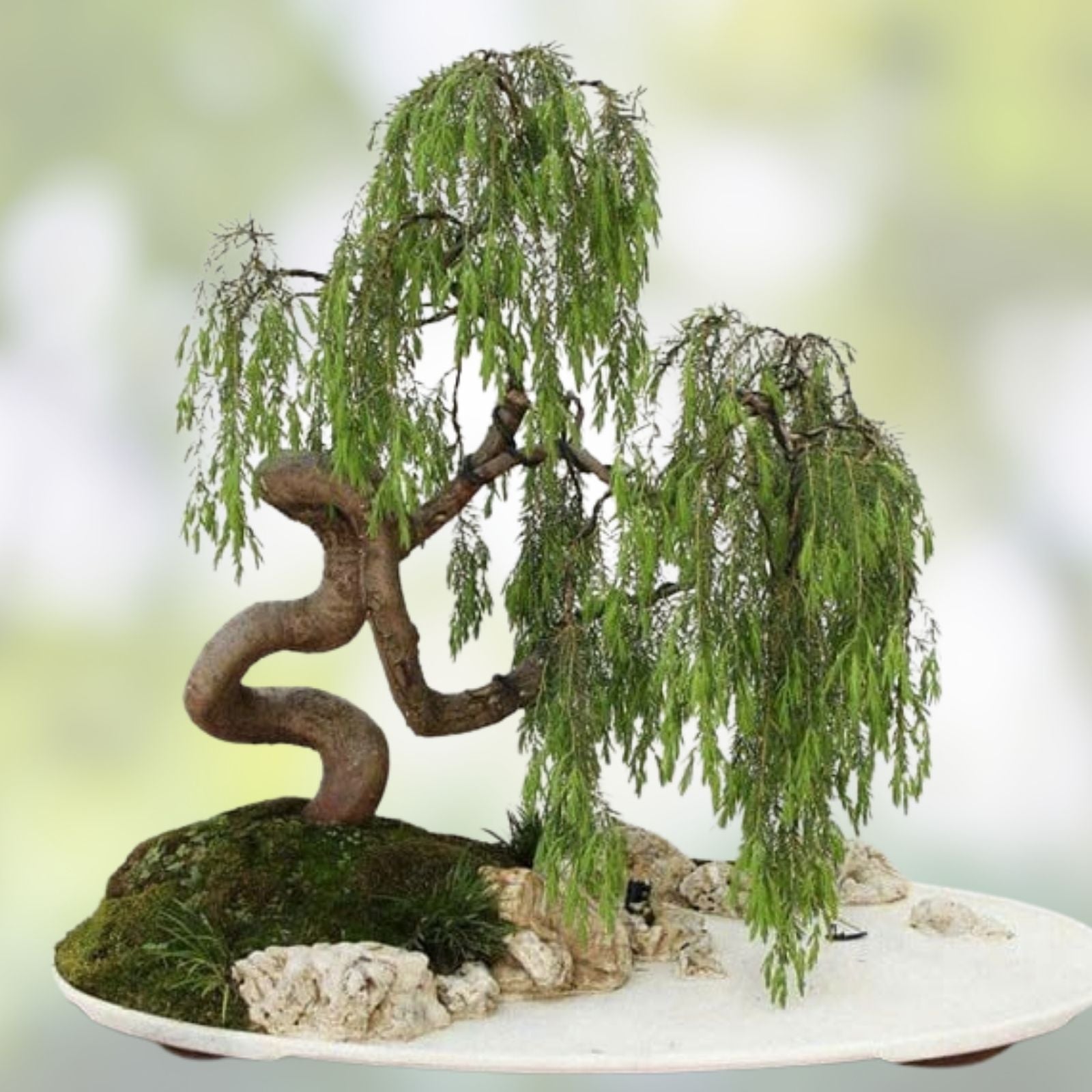 Bonsai Bundle with 9 Exotic Willow Varieties - Salix spp. - Indoor and Outdoor Bonsai Trees