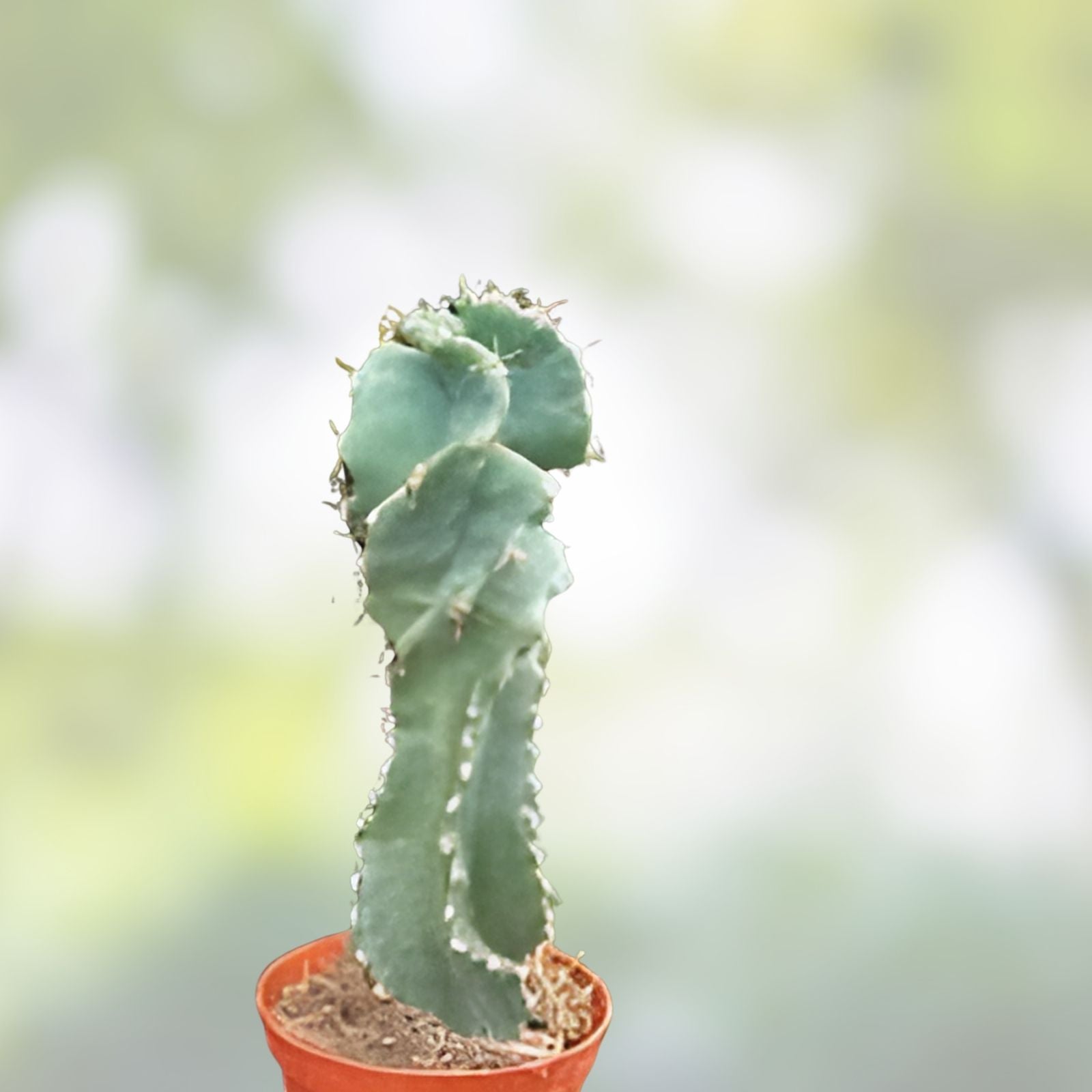 Cereus Bridge Cactus Cutting 3 Inches - Unique Succulent - Cereus peruvianus Plant for Garden and Indoor Decor