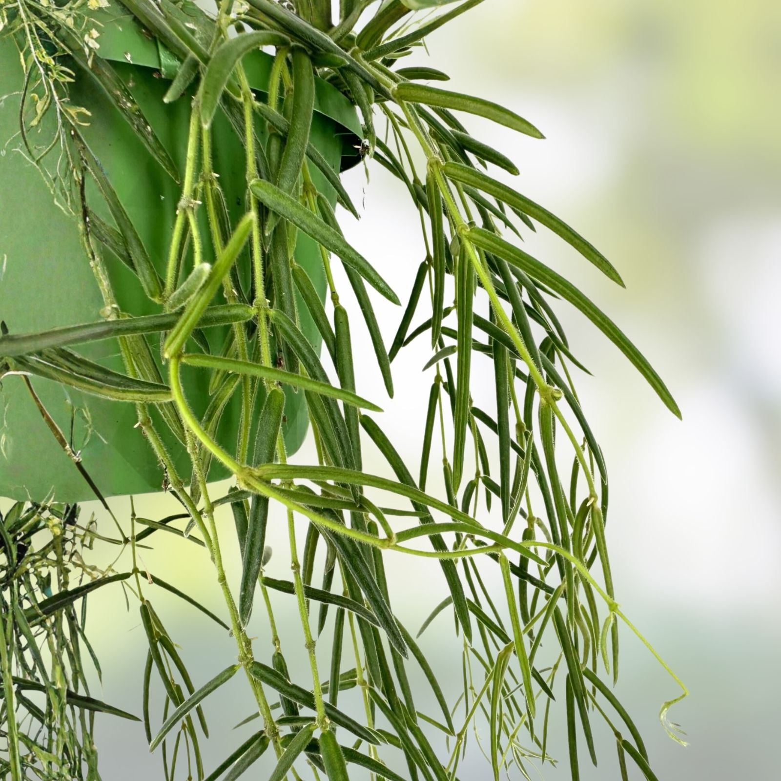 Hoya Linearis Cuttings 3" Rooted Plant in Pot - Uncommon Indoor Houseplant - Easy Care Greenery - Unique Hoya Variety