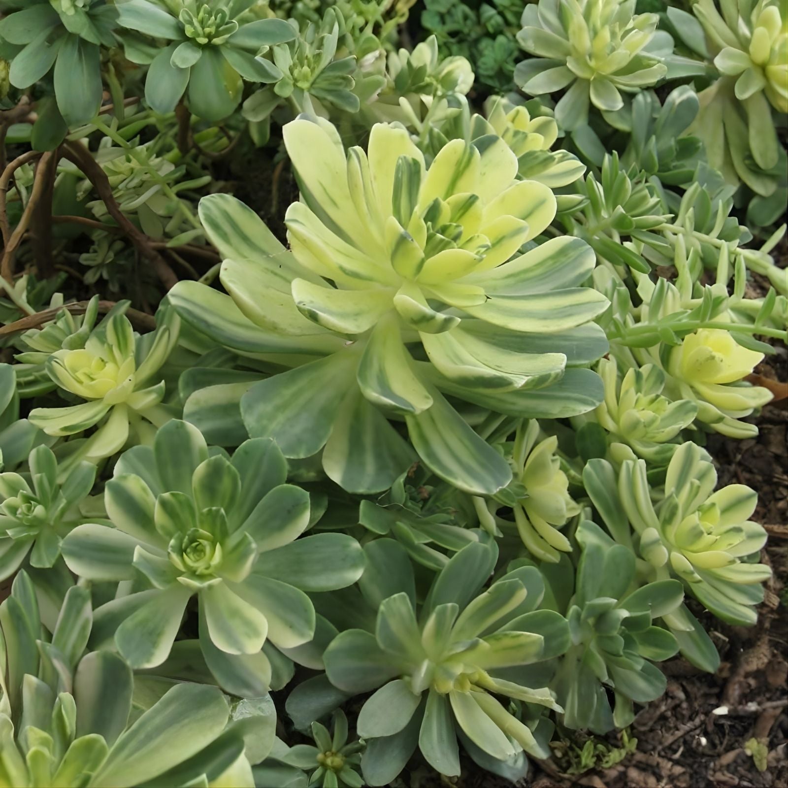 Succulent Cuttings - 3 Live Variegated Aeonium 'Harry Mak' - Castello Paivae - Unique Indoor Plants