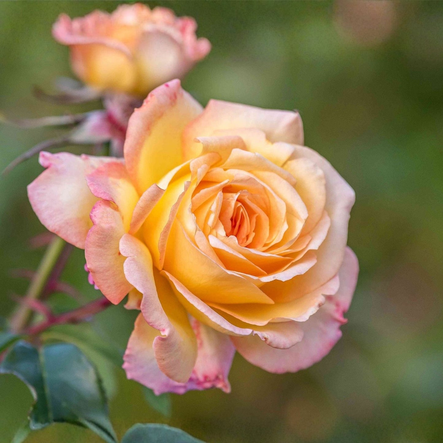 Peace Rose Cuttings for Rooting - Rosa 'Peace' - Garden Planting, Landscaping, Home Gardening