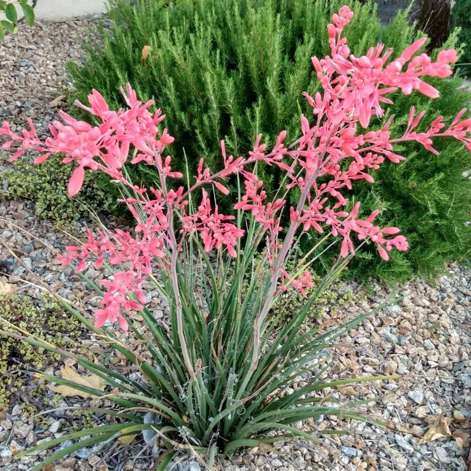 Giant Hesperaloe Funifera Seeds 2025 Count - Drought-Tolerant Perennial with Red/Pink Flowers - False Yucca Plant