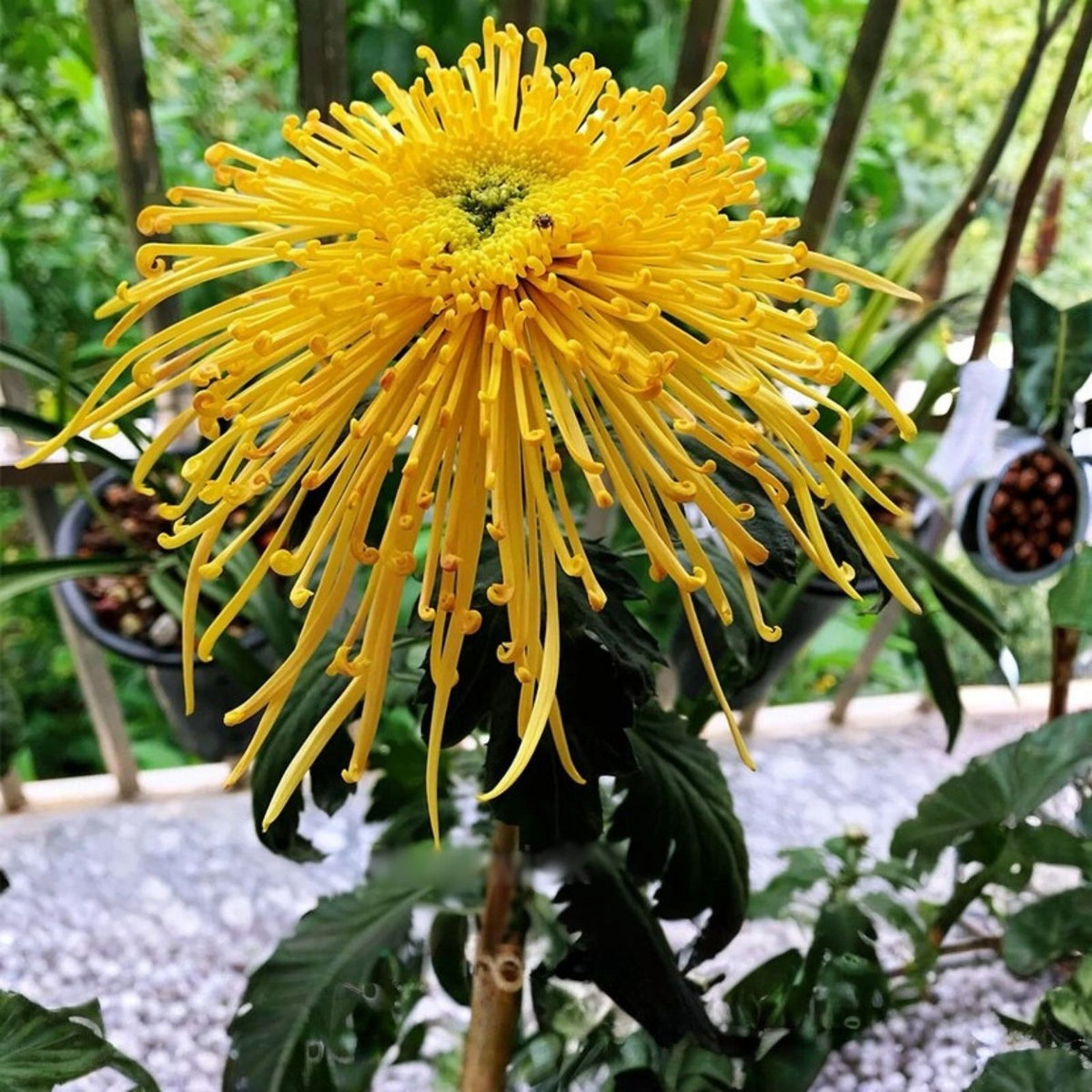 Chrysanthemum Seeds 200+ Divine Charm Annual Flower Seeds Garden Chrysanthemum morifolium