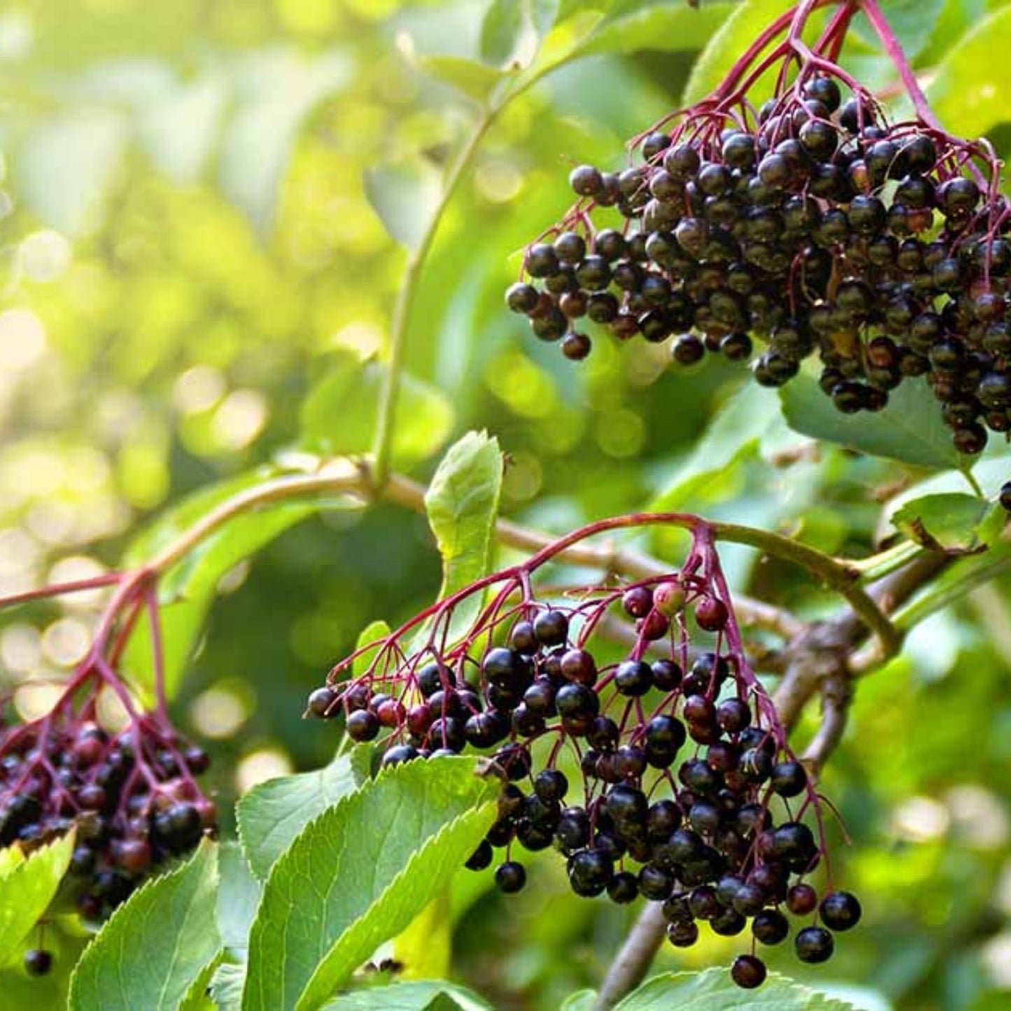 Elderberry Cuttings Set of 10 Unrooted 6-12 Inches Sambucus nigra Organic Elderberry Plant Propagation