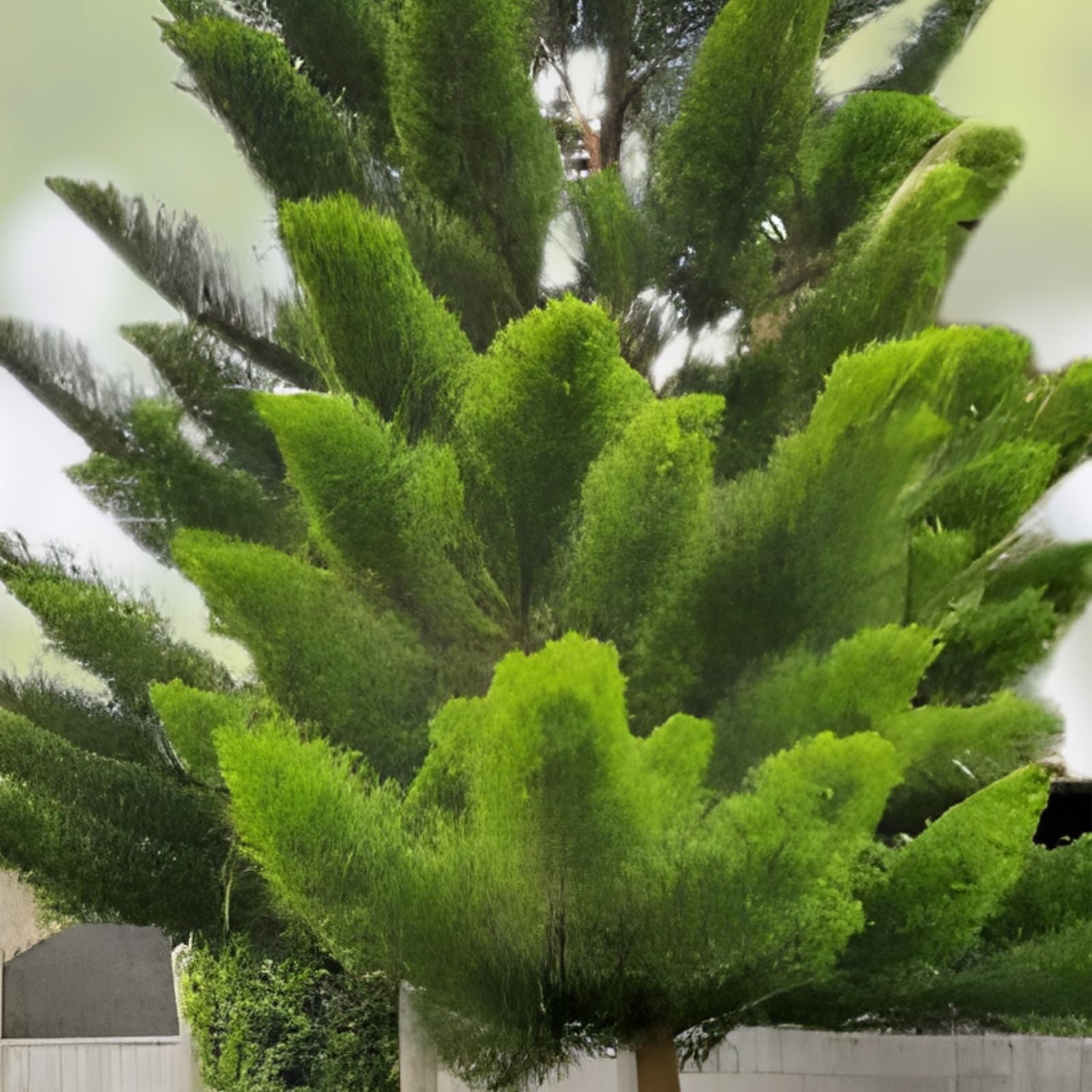 Tropical Oak Tree Seeds - 50+ She-Oak Seeds - Casuarina cunninghamiana - Bonsai Cultivation Planting Material