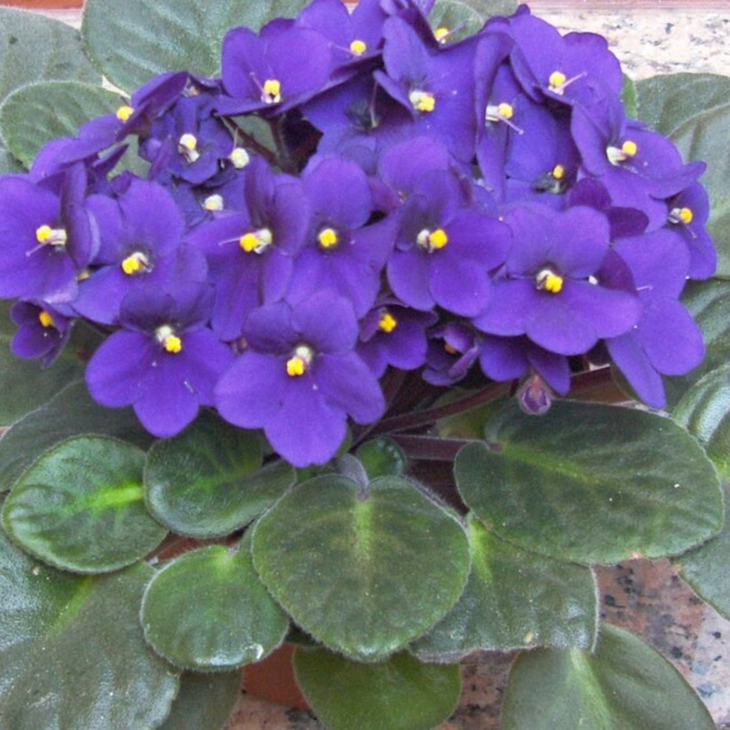 African Violet Leaf Cutting NK-Lilon Lila Standard Variety Saintpaulia ionantha Indoor Plant
