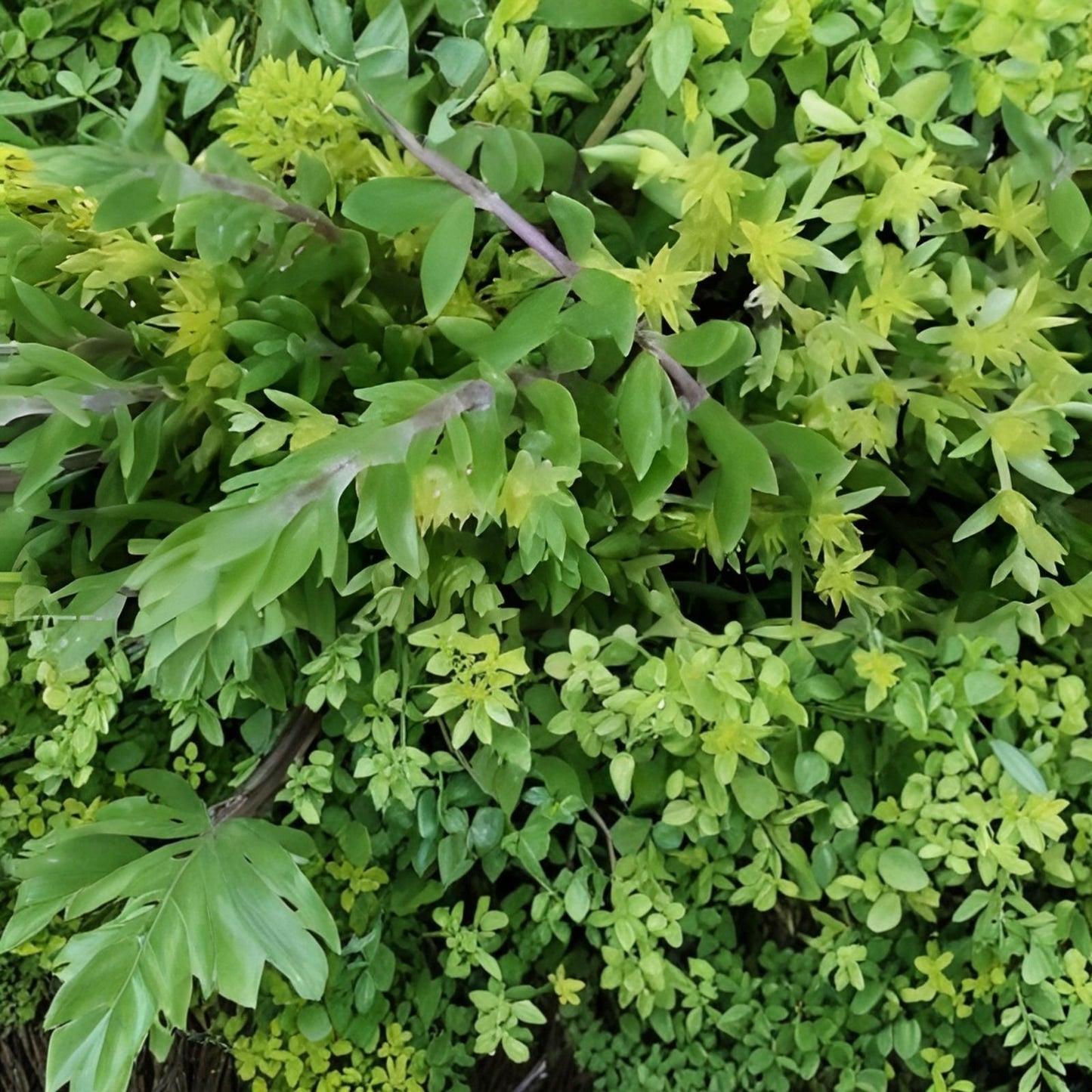 Creeping Sedum Cuttings Lot – 30 Mixed Live Perennial & Succulent Cuttings for Gardens & Landscaping