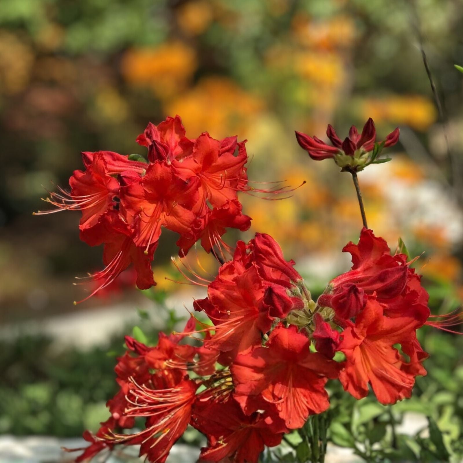 Red Pepper Azalea Starter Plant - Aromi Rhododendron Deciduous - Garden Plant for Landscaping and Containers