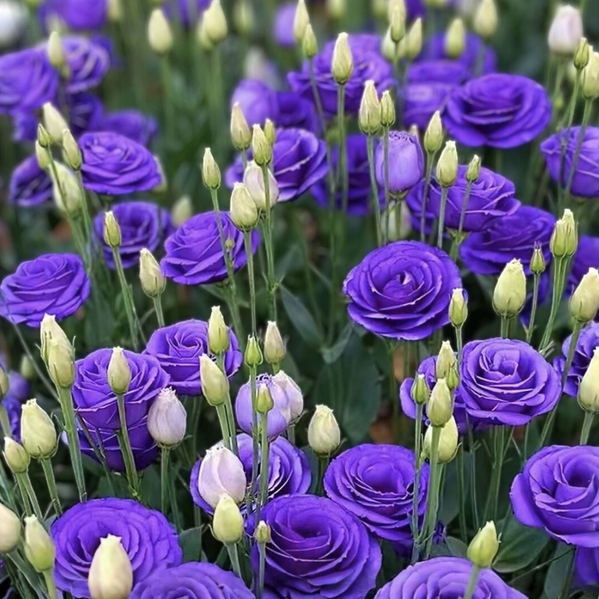 Lisianthus Seeds 100 Non-GMO Heirloom Flower Seeds Eustoma grandiflorum Garden Bloom