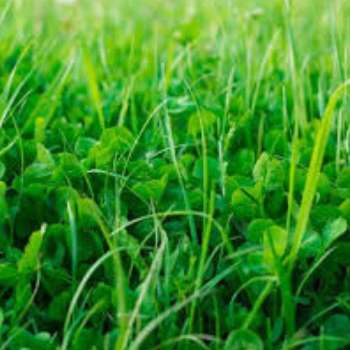 No-Till Garden Cover Crop Seeds Organic Mix for Soil Health Eco-Friendly Farm and Garden Use