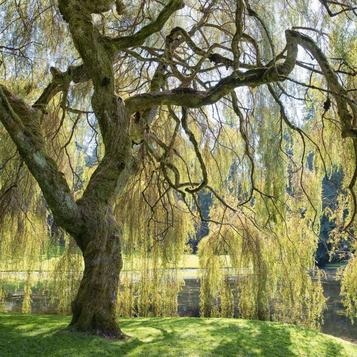 Willow Tree Bundle – Fast Growing Aussie Willow & Weeping Willow Salix babylonica & Salix australis