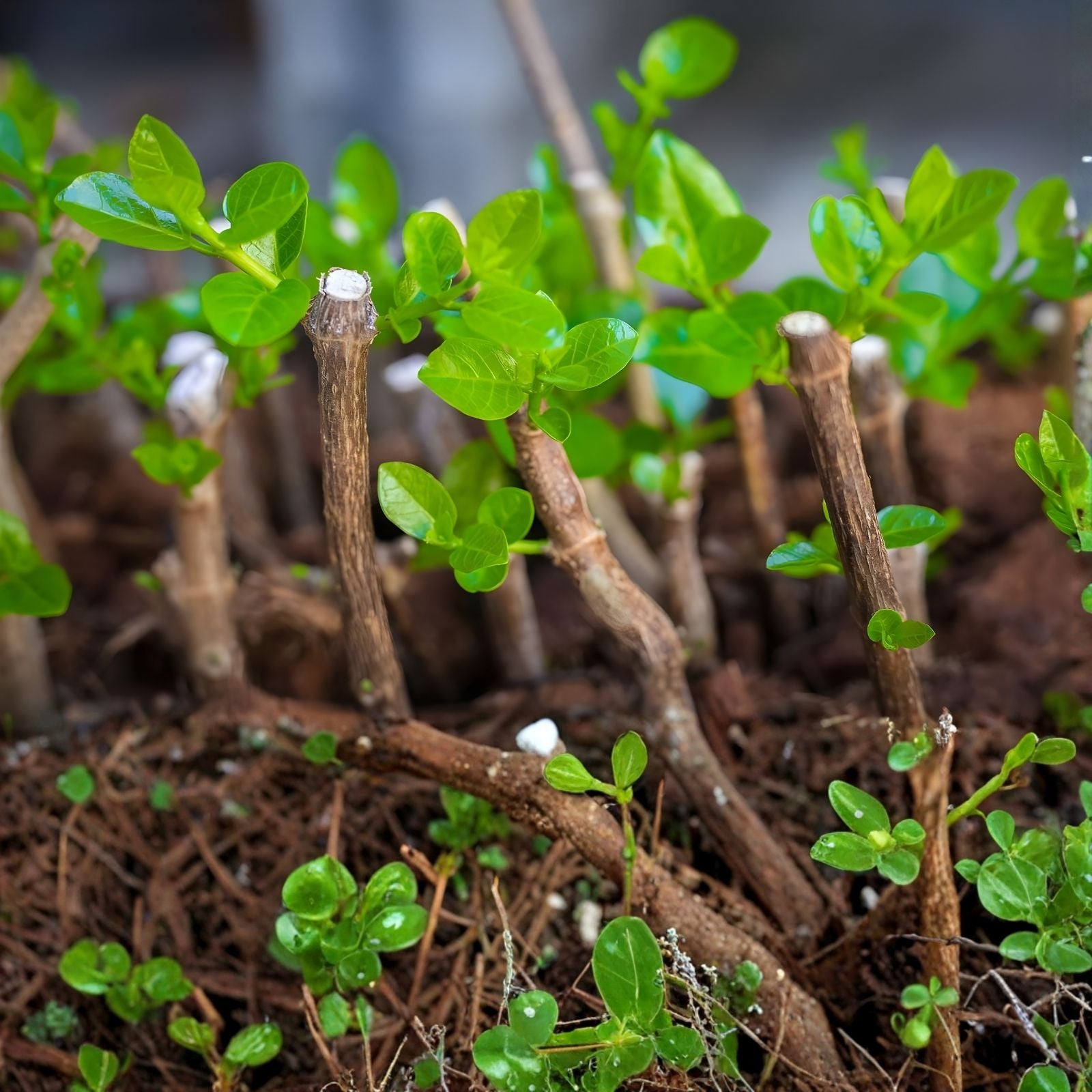 40 Rooted Plant Cuttings - Assorted Varieties for Gardening and Propagation - Perfect for Plant Lovers