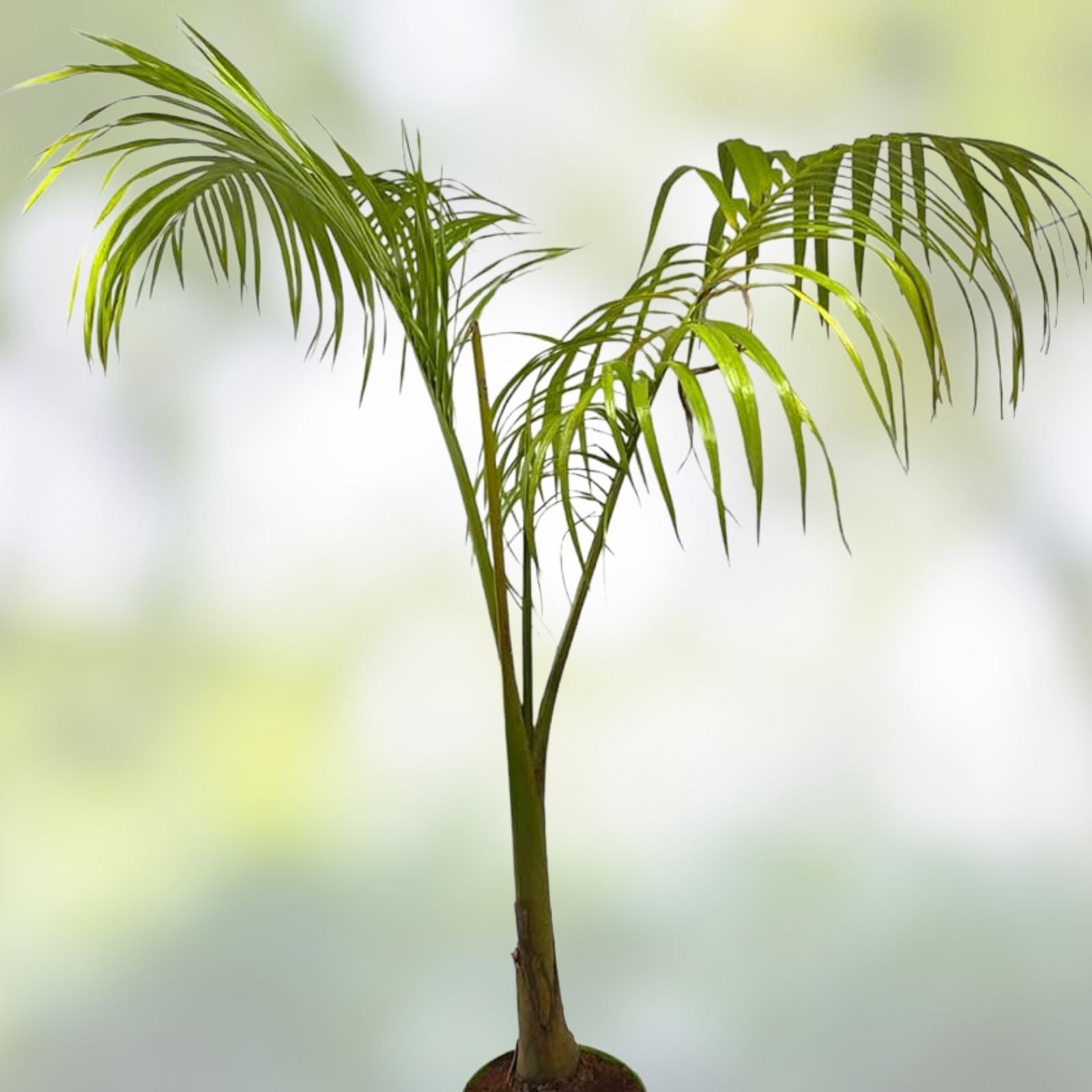 King Palm Seeds - 5 Seeds for Planting - Archontophoenix cunninghamiana - Tropical Indoor and Outdoor Garden Planting