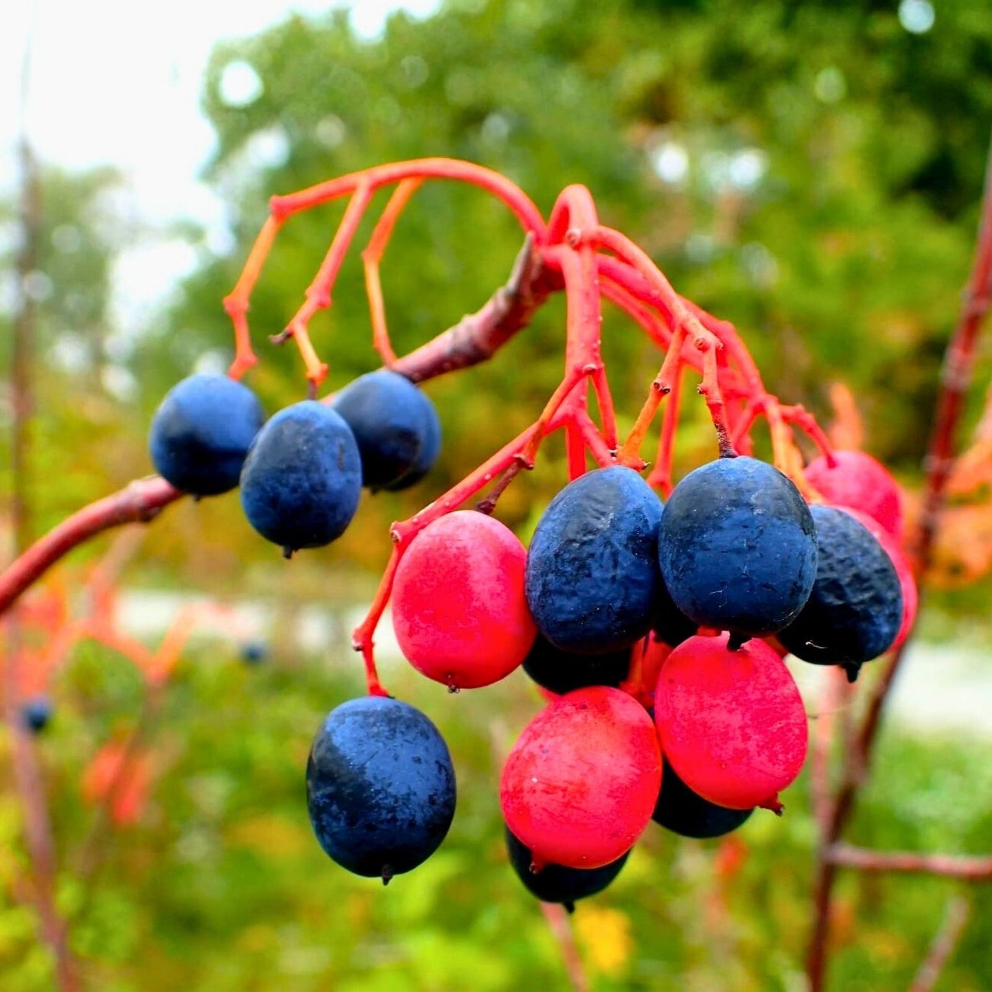 Nannyberry Seeds for Planting - 30 Count - Viburnum lentago - Native Fruit Tree Seeds for Gardening and Landscaping