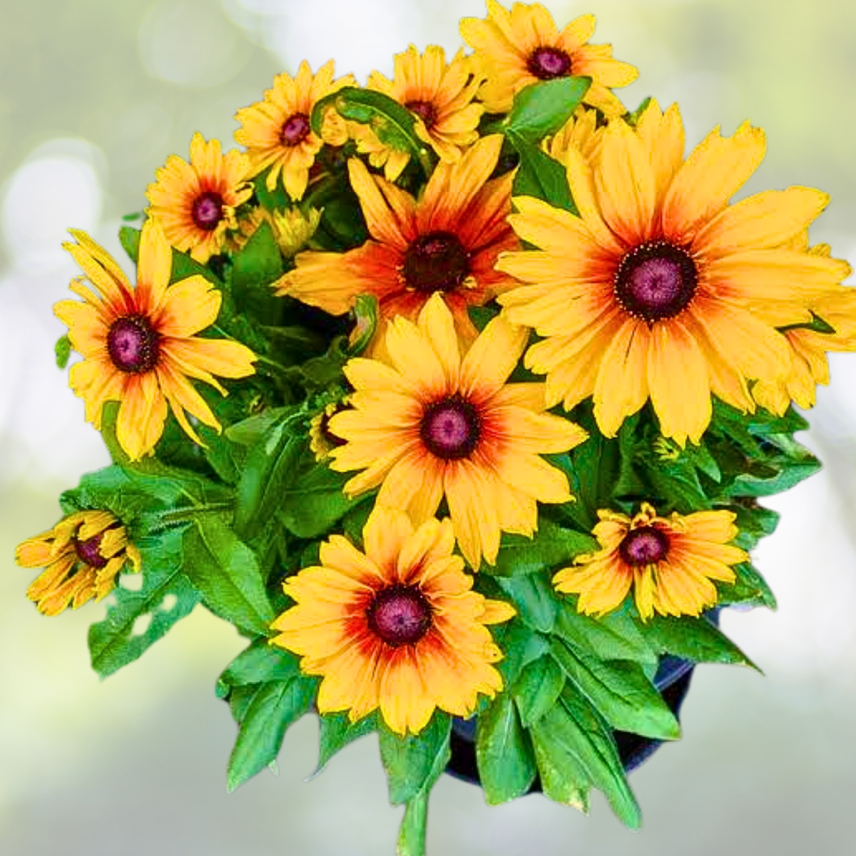 Gloriosa Daisy Seeds - 1000 Heirloom Non-GMO Rudbeckia Hirta Perennial Flower Seeds for Garden Planting