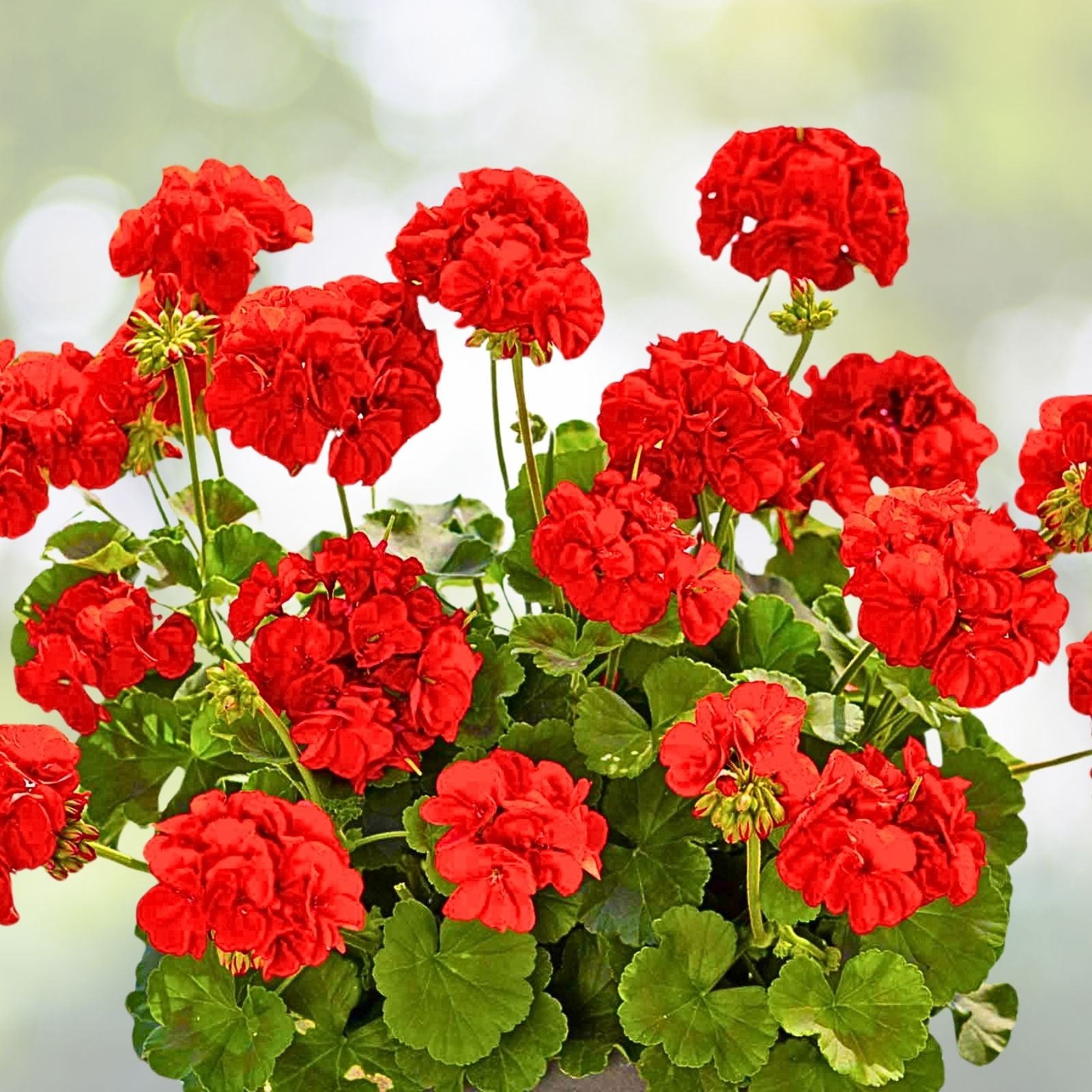 Geranium Cuttings 3 Pack - Double Red Orange Fresh Healthy Rooting Pelargonium