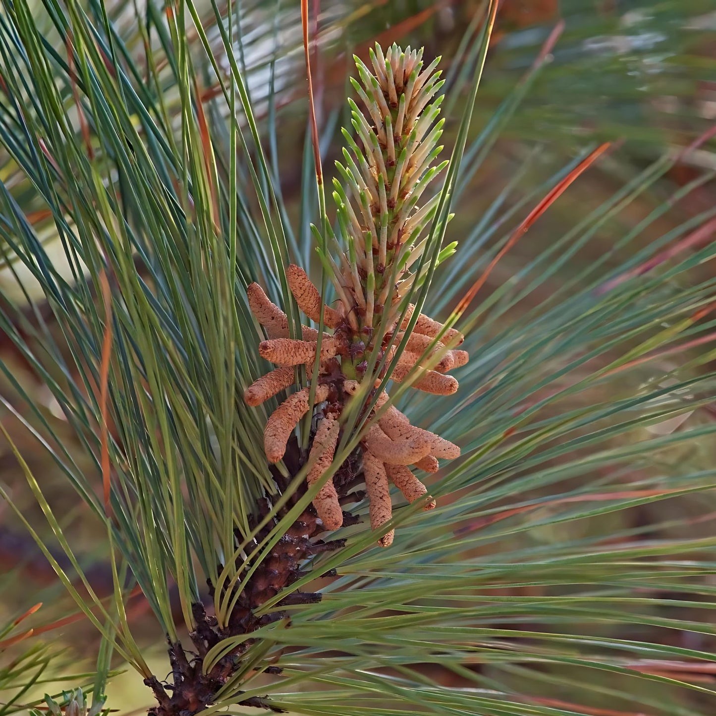 Loblolly Pine Tree Live Plant Set of 2, 12-16 Inches, Pinus taeda, Hardy for Zones 5-9, Freshly Dug, Fast Shipping