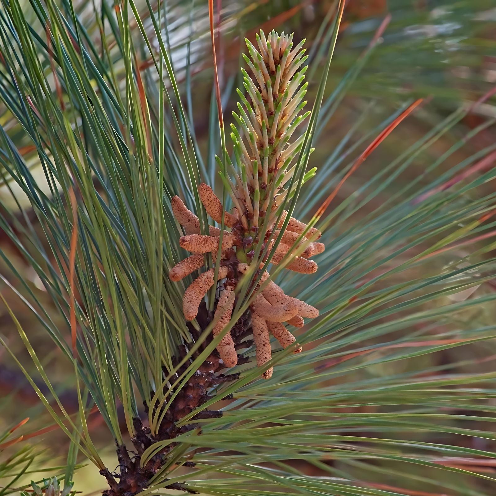 Loblolly Pine Tree Live Plant Set of 2, 12-16 Inches, Pinus taeda, Hardy for Zones 5-9, Freshly Dug, Fast Shipping