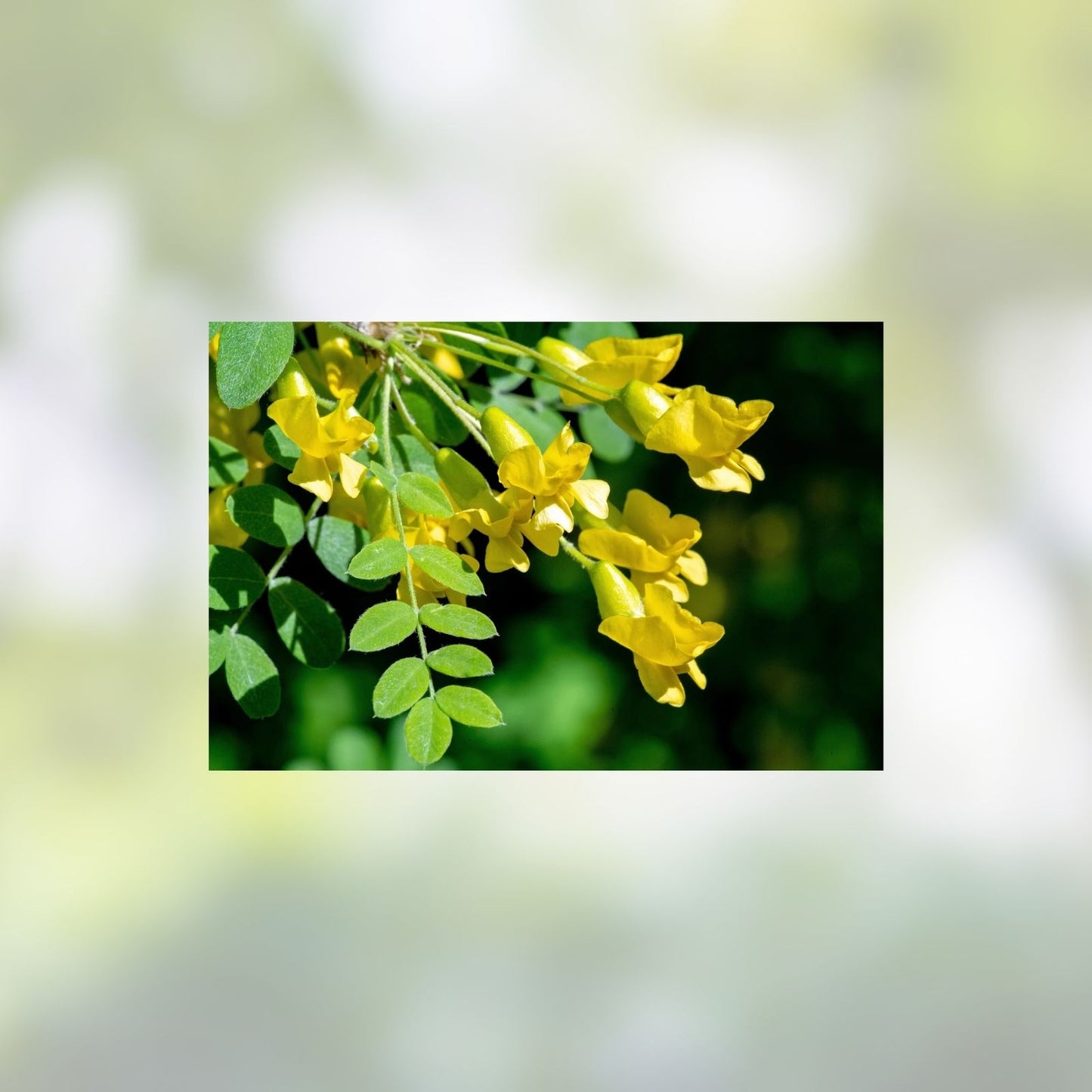 Siberian Peashrub Seeds for Planting – 30 Seeds – Attractive Blooming Bush – Caragana arborescens – Drought Tolerant Shrub