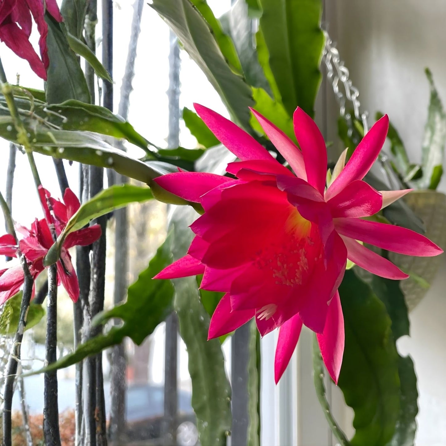 Epiphyllum Cuttings 8-10 Inches Petey Kelly Variety Unrooted Epiphyllum spp, Succulent Plant Propagation
