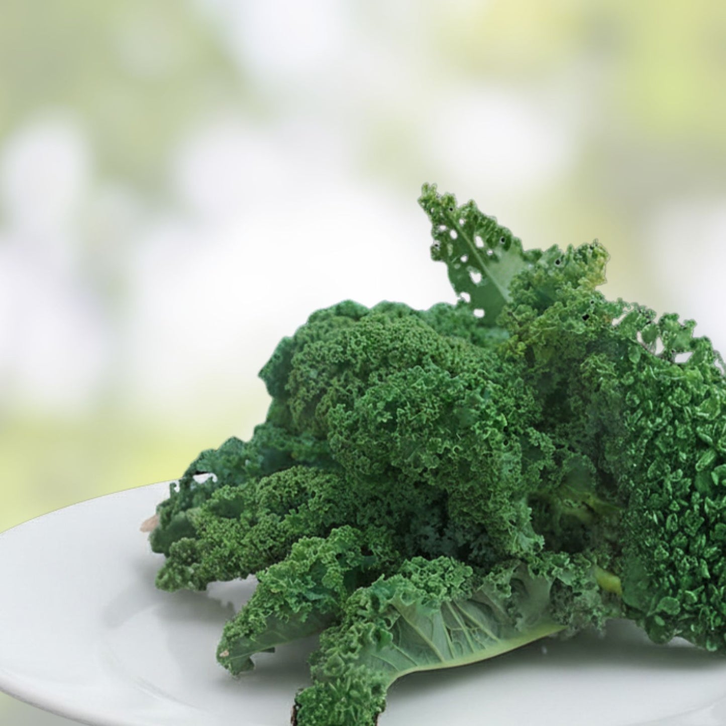 Dwarf Blue Kale Seeds Organic Brassica oleracea var. sabellica Live Plant, Cutting, or Starter Plant for Gardening
