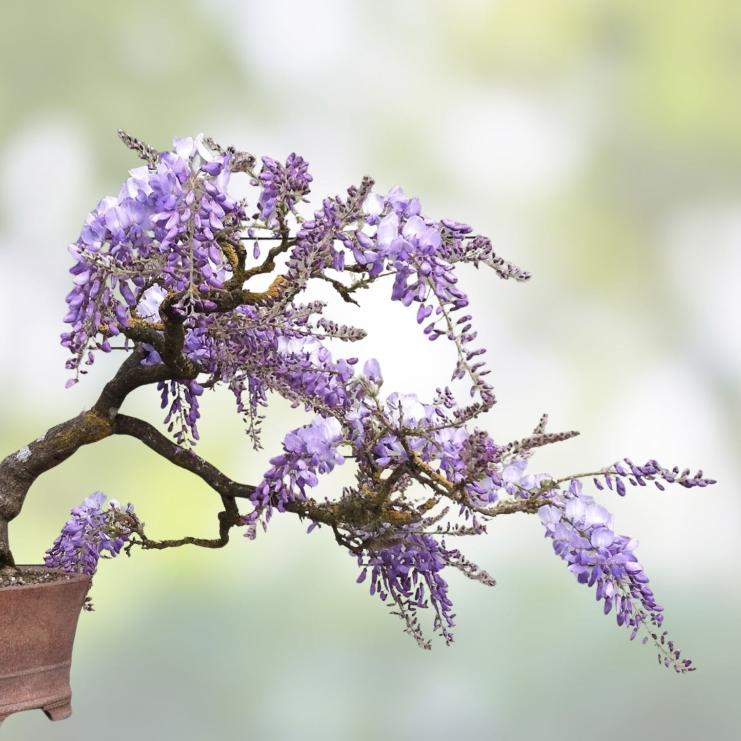 Purple Weeping Wisteria Bonsai Seedling - 1 Year - Glycine sinensis - Ideal for Planting and Landscaping