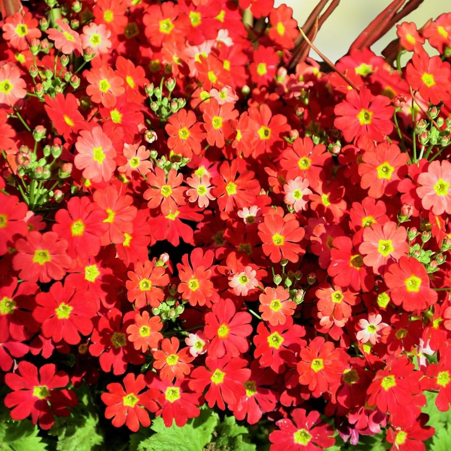Primula Mala Seeds 100 Count - Red Hardy Perennial Flower Seeds for Gardening - Primula mala