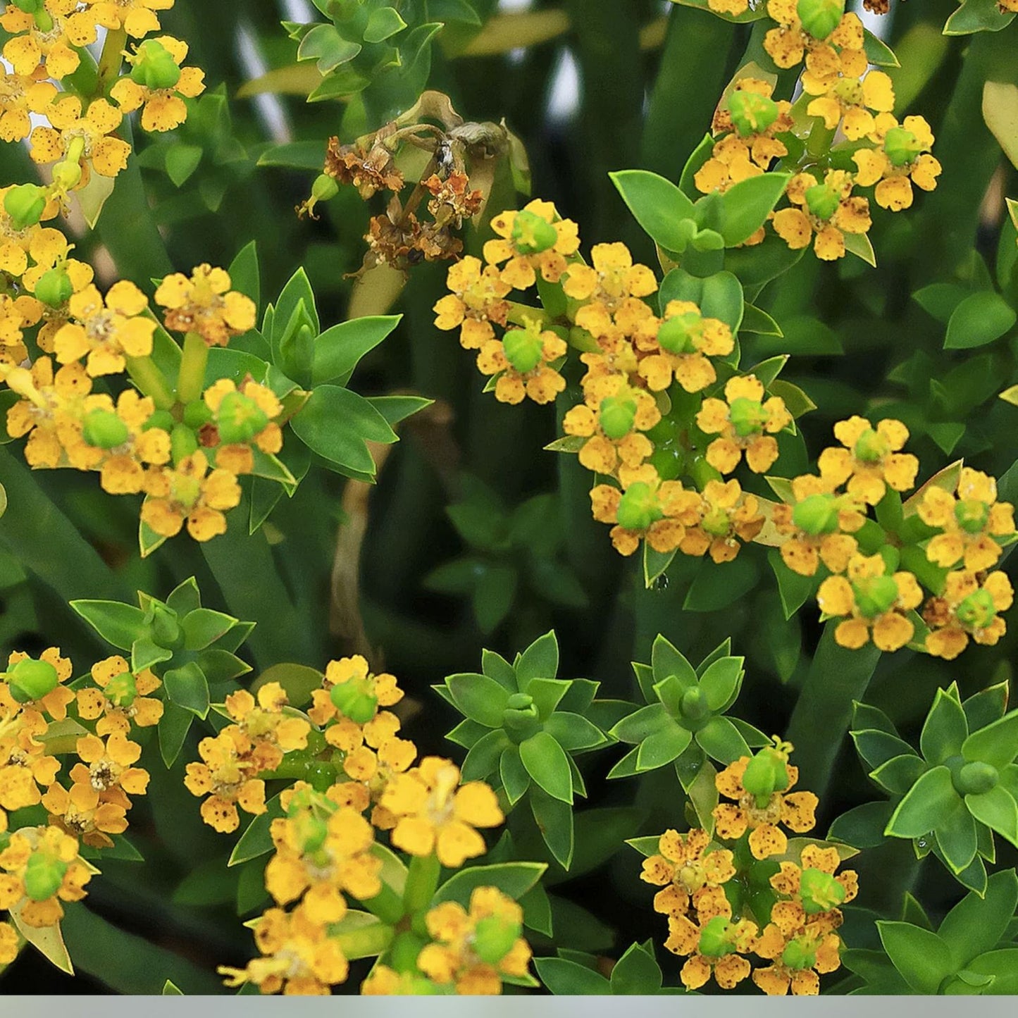 Euphorbia Mauritanica Pencil Milk Bush Succulent Plant 10" Rooted Green Indoor Outdoor Decor Rare Plant