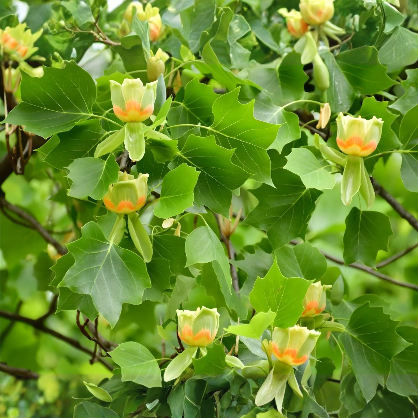 Tulip Poplar Tree Seedling | Live Tree Seedling | Liriodendron tulipifera | Fast-Growing Shade Tree for Planting