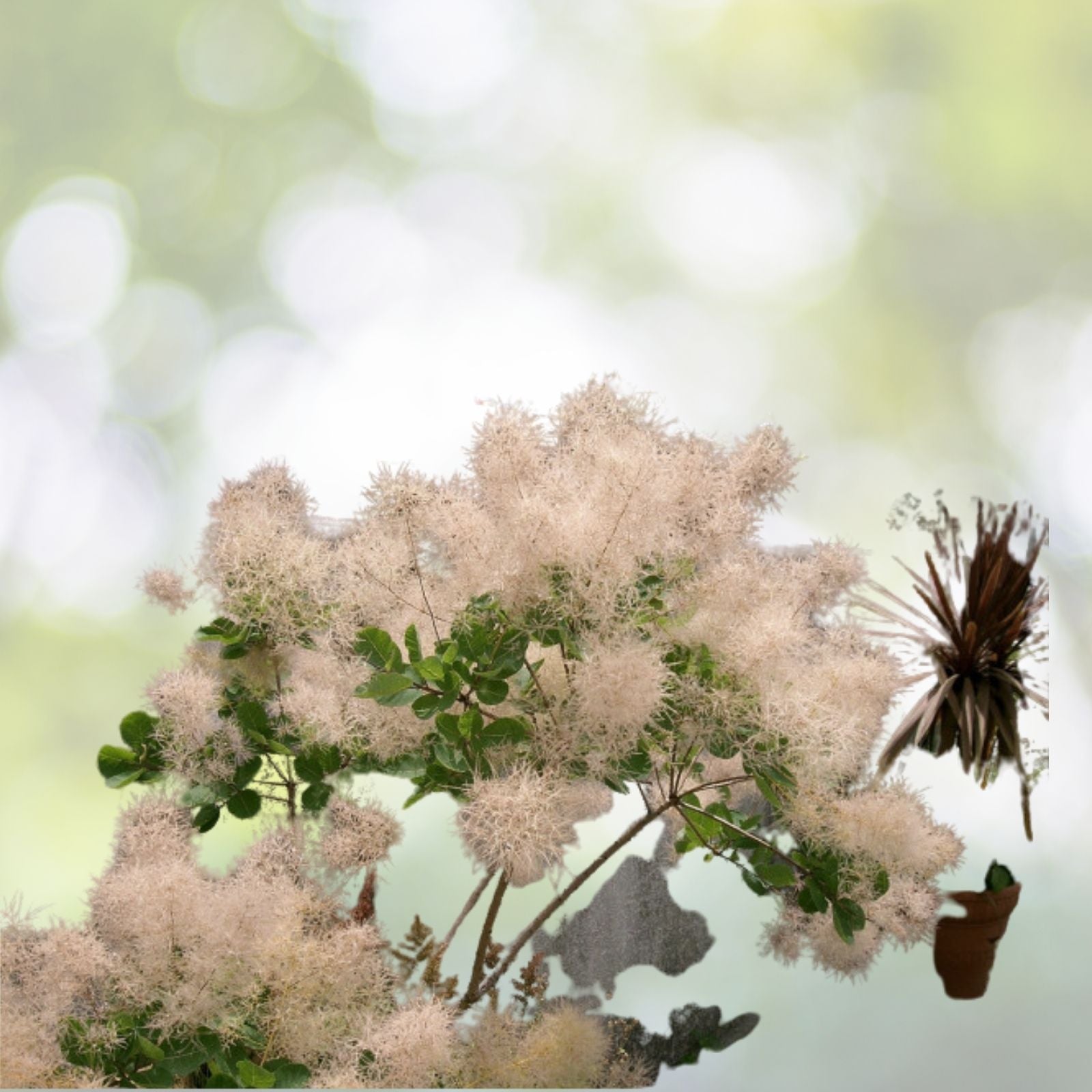 Young Lady Smoke Bush Seeds - 20 Pre-Stratified Seeds - Cotinus coggygria - Free Shipping