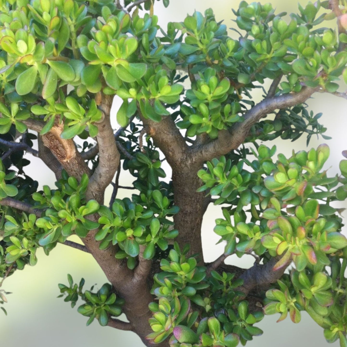 Jade Plant Cuttings - Deep Green Bonsai Succulent - Crassula ovata - 3 Fresh Propagation Cuttings